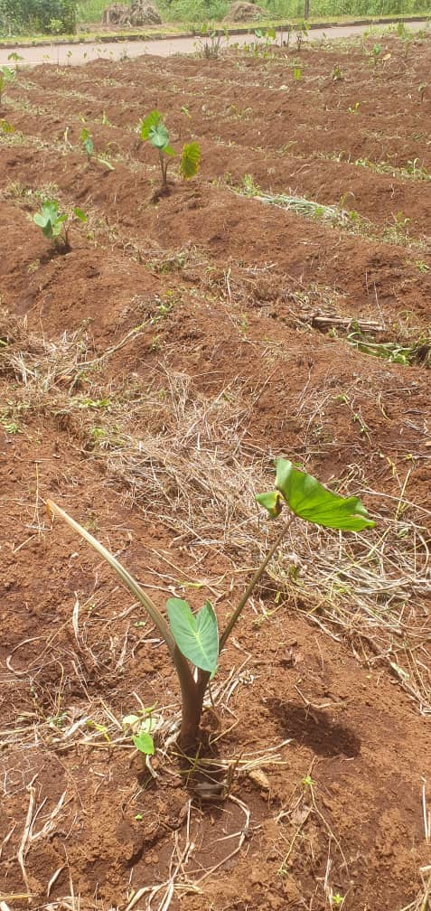 Affordable land in Bambui