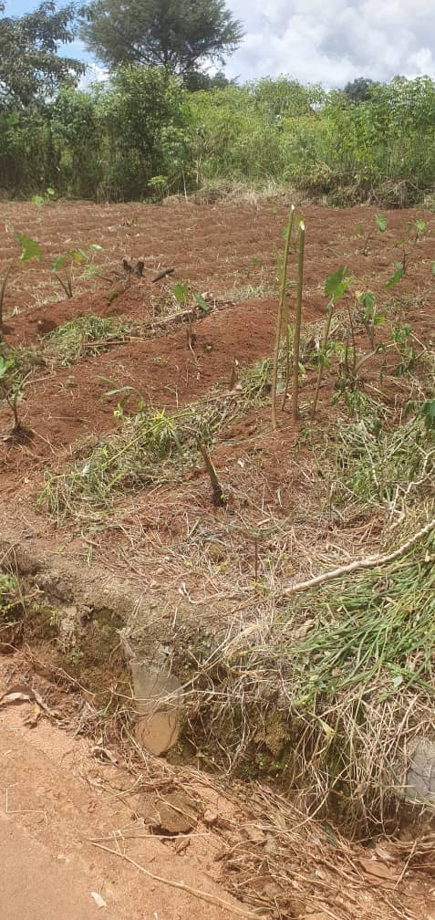 Affordable land in Bambui — photo 2