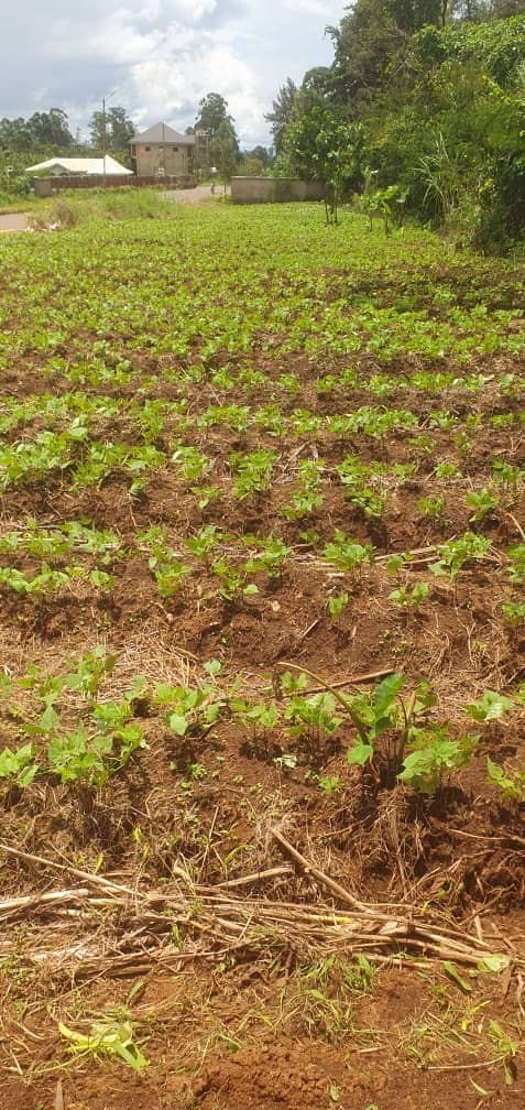 Affordable land in Bambui — photo 3