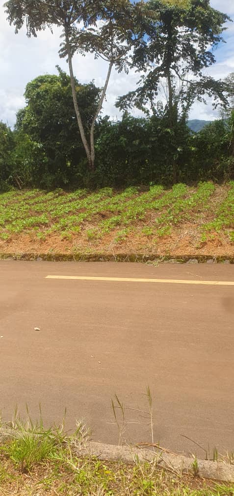 Affordable land in Bambui — photo 4