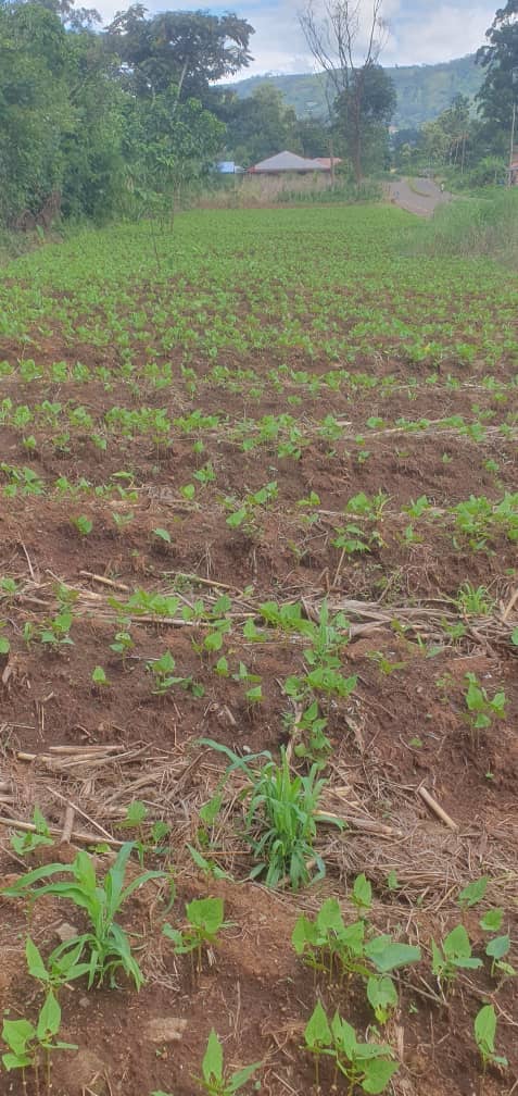 Affordable land in Bambui — photo 6