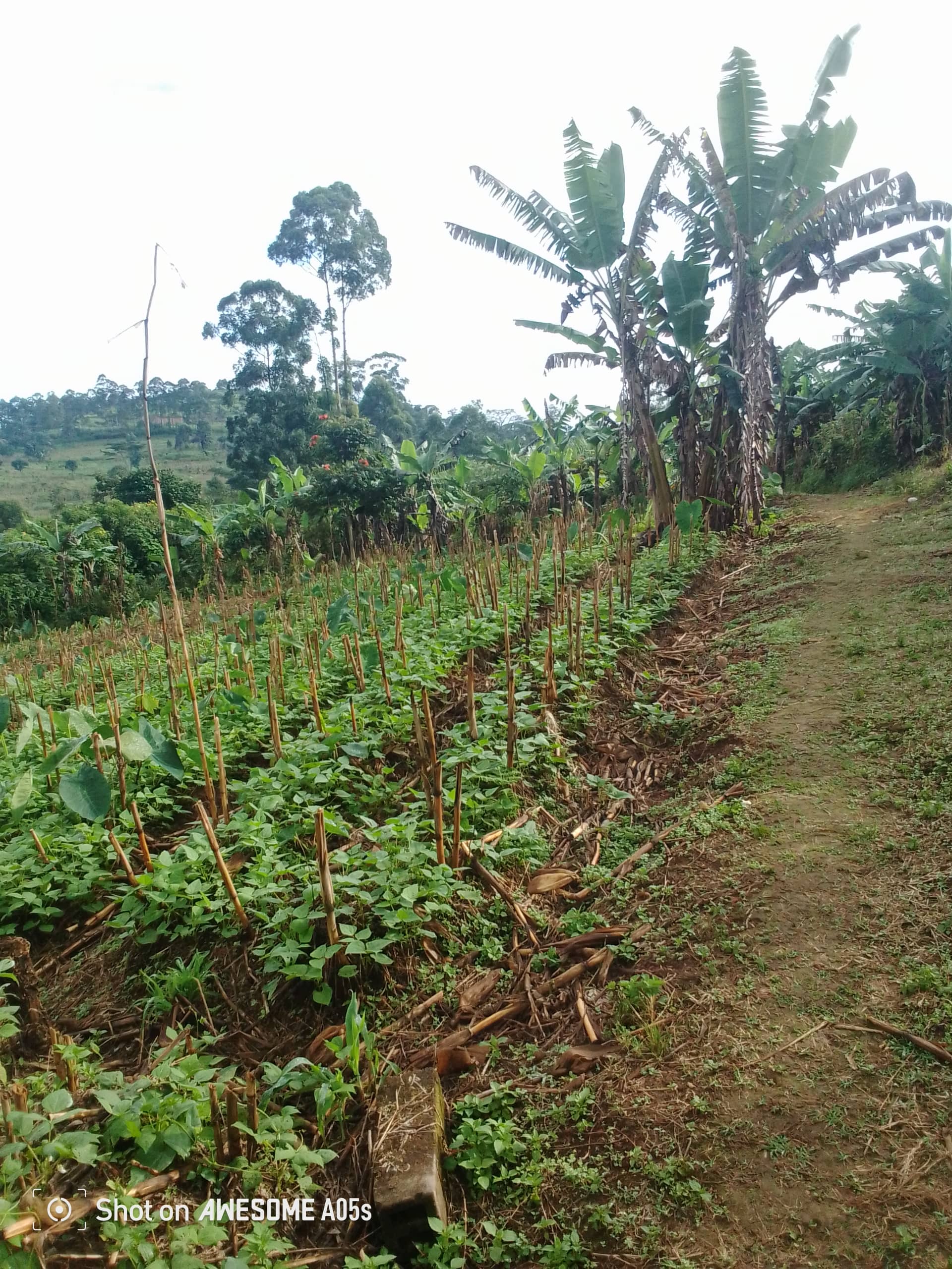 Cheap land at mile 4  — photo 2