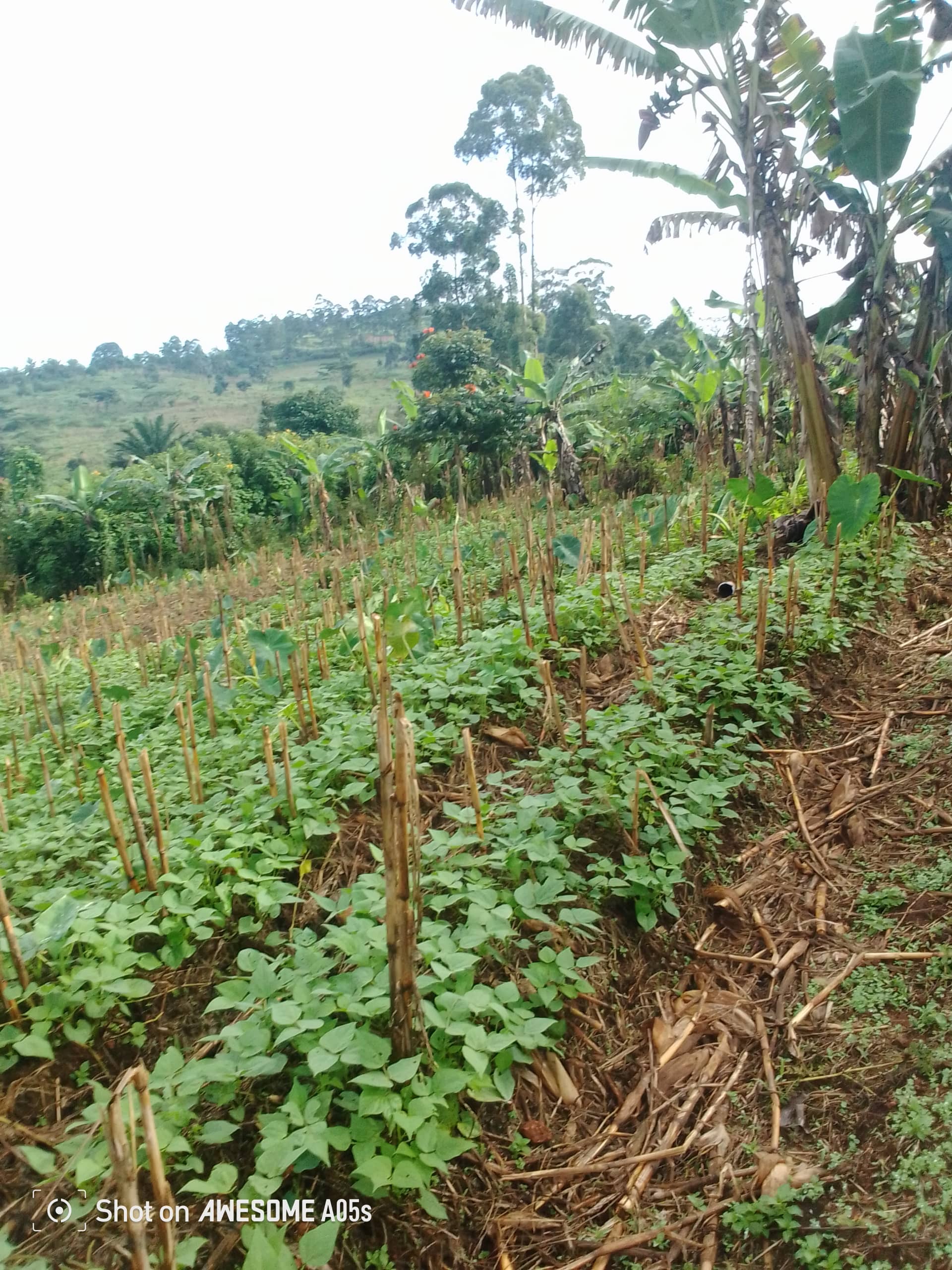 Cheap land at mile 4  — photo 3