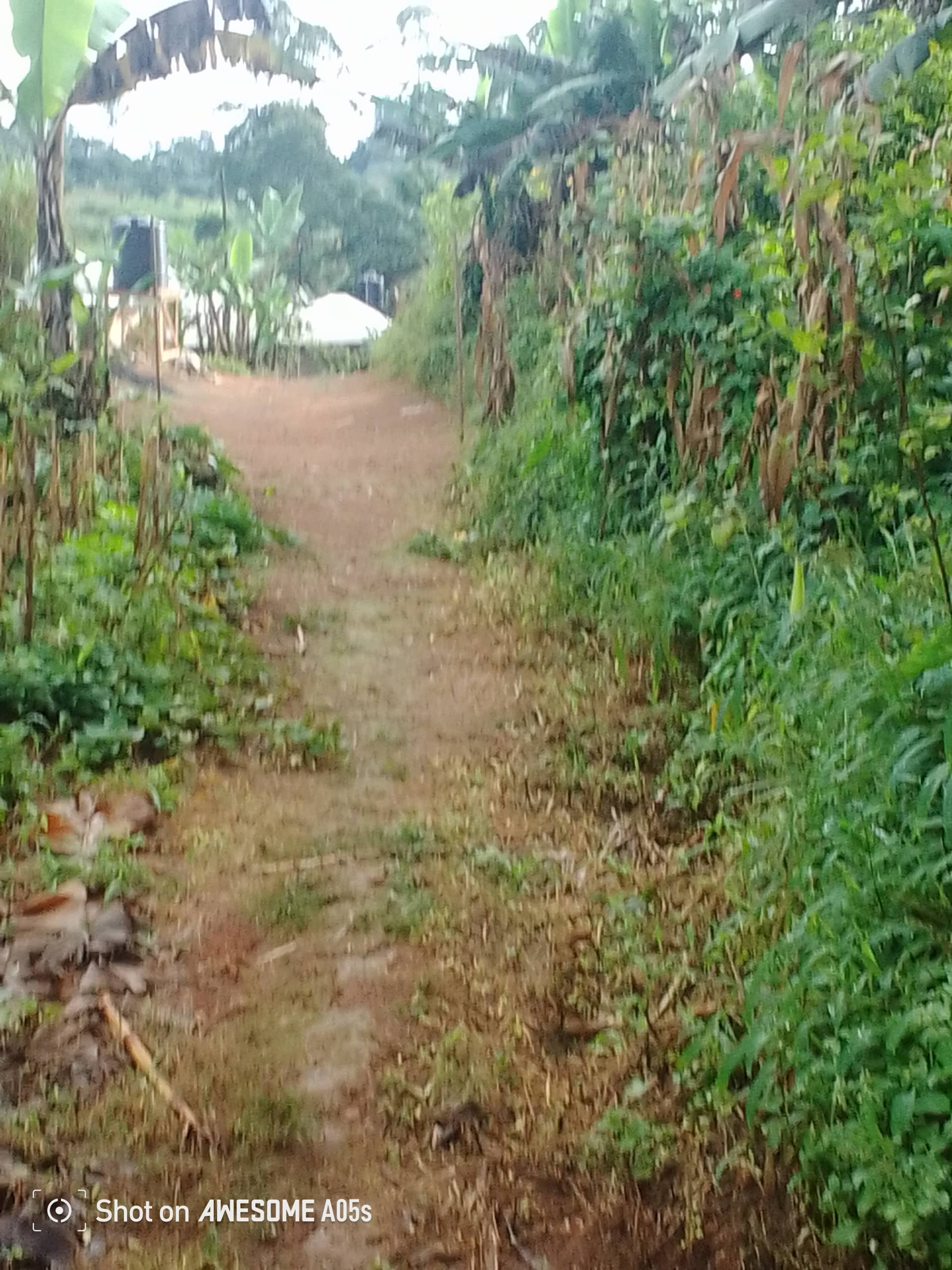 Cheap land at mile 4  — photo 4