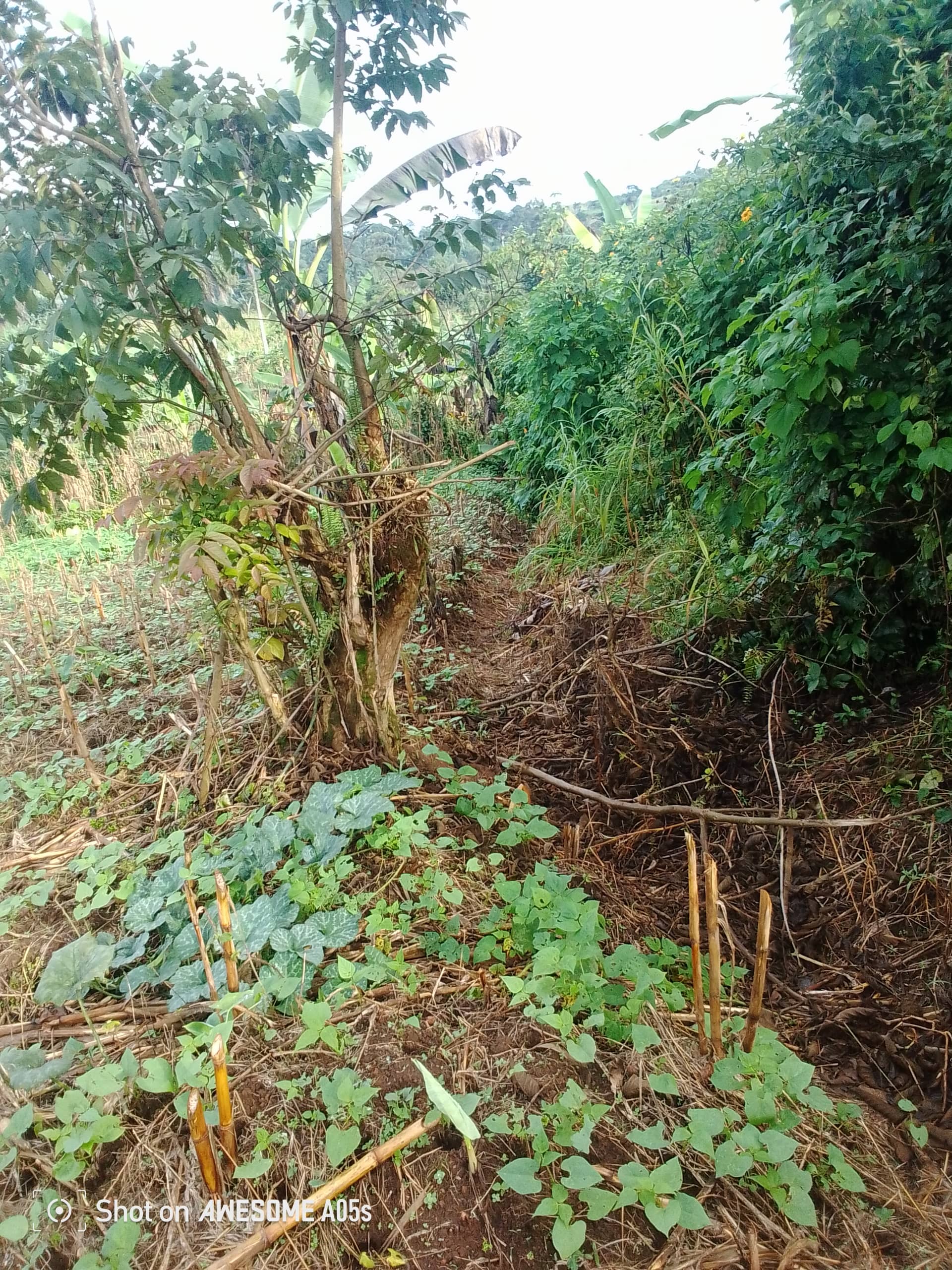 Cheap land at mile 4  — photo 6