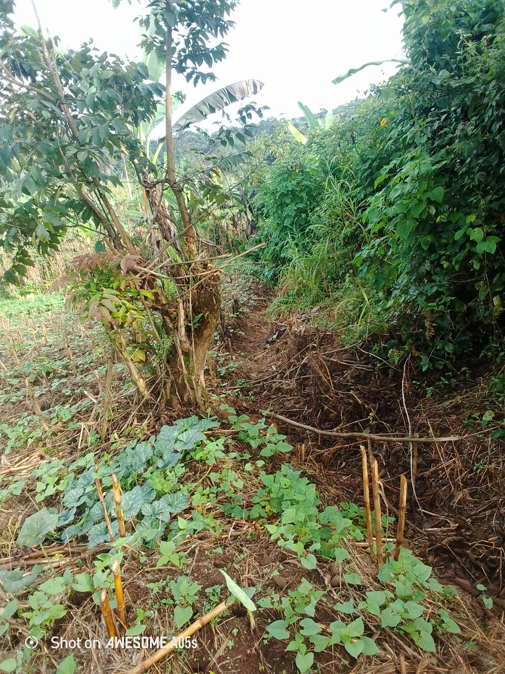 Cheap land at mile 4  — photo 7