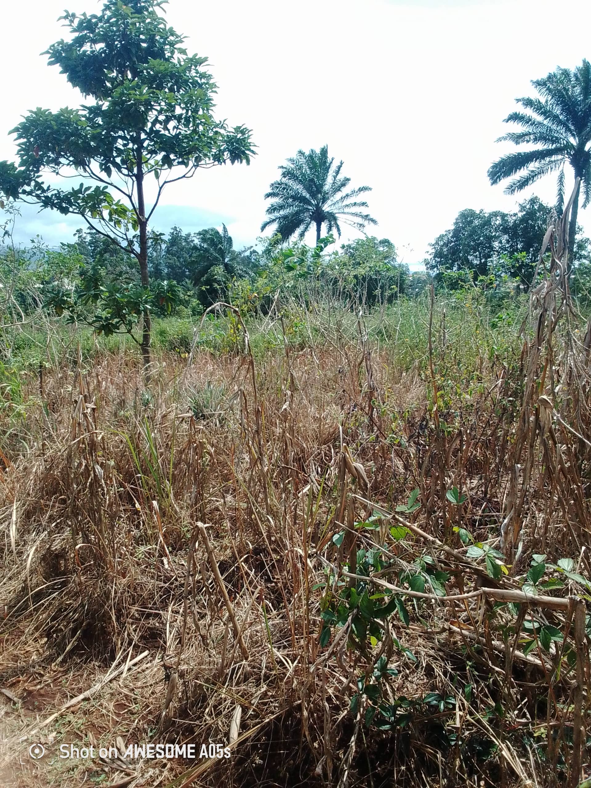 Cheap land for sale at mulang  — photo 2