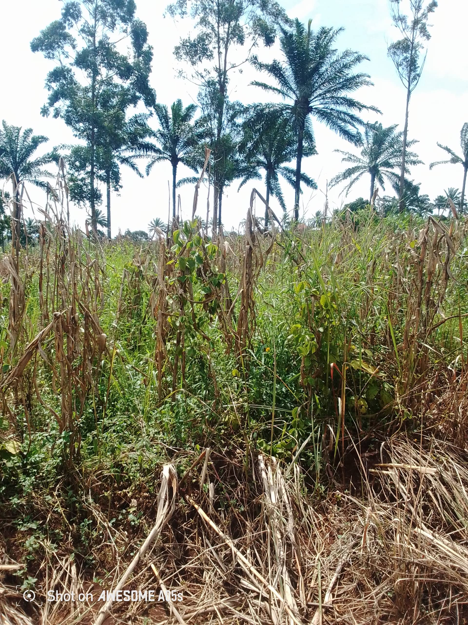 Cheap land for sale at mulang  — photo 5