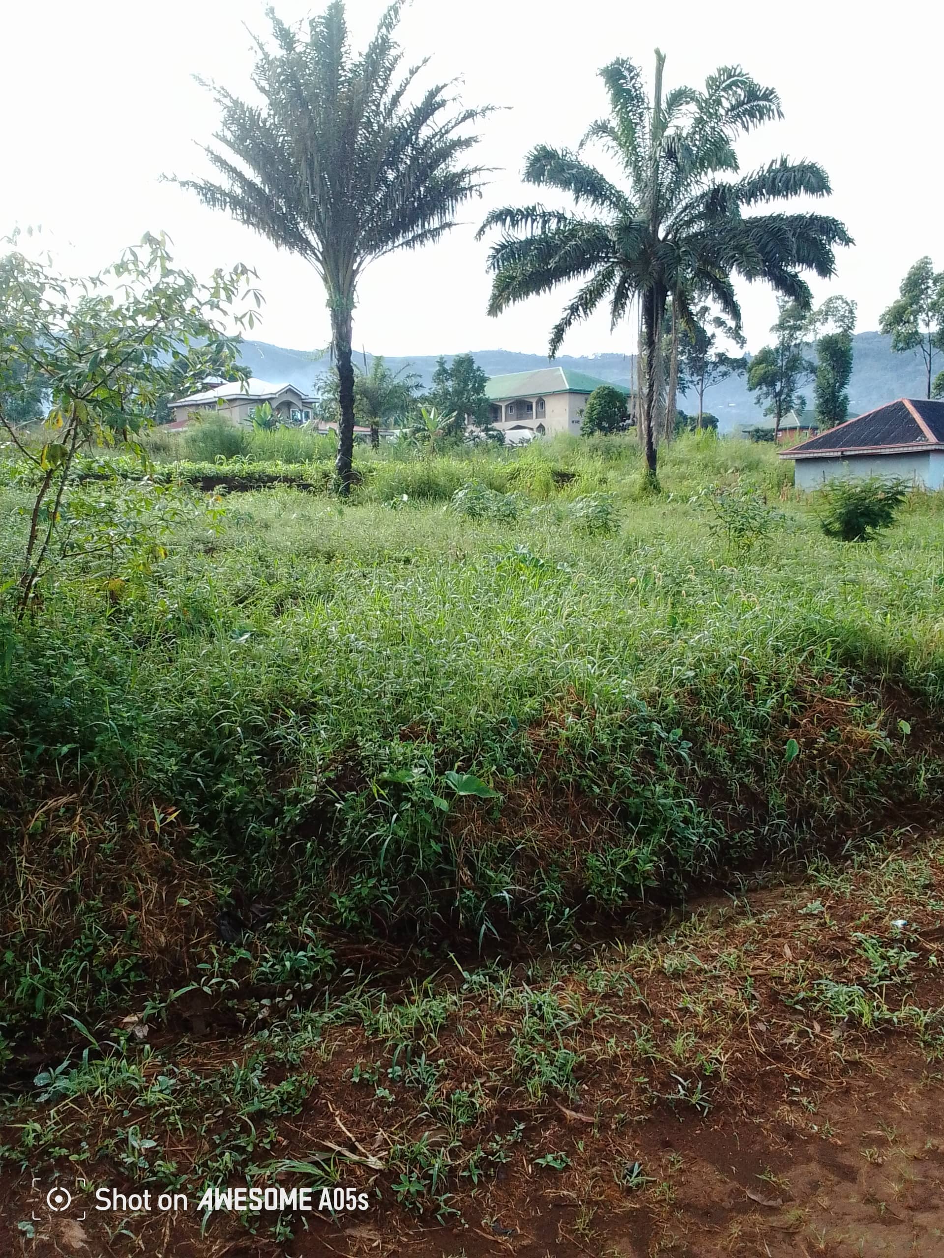Affordable land for sale at bambili  — photo 5