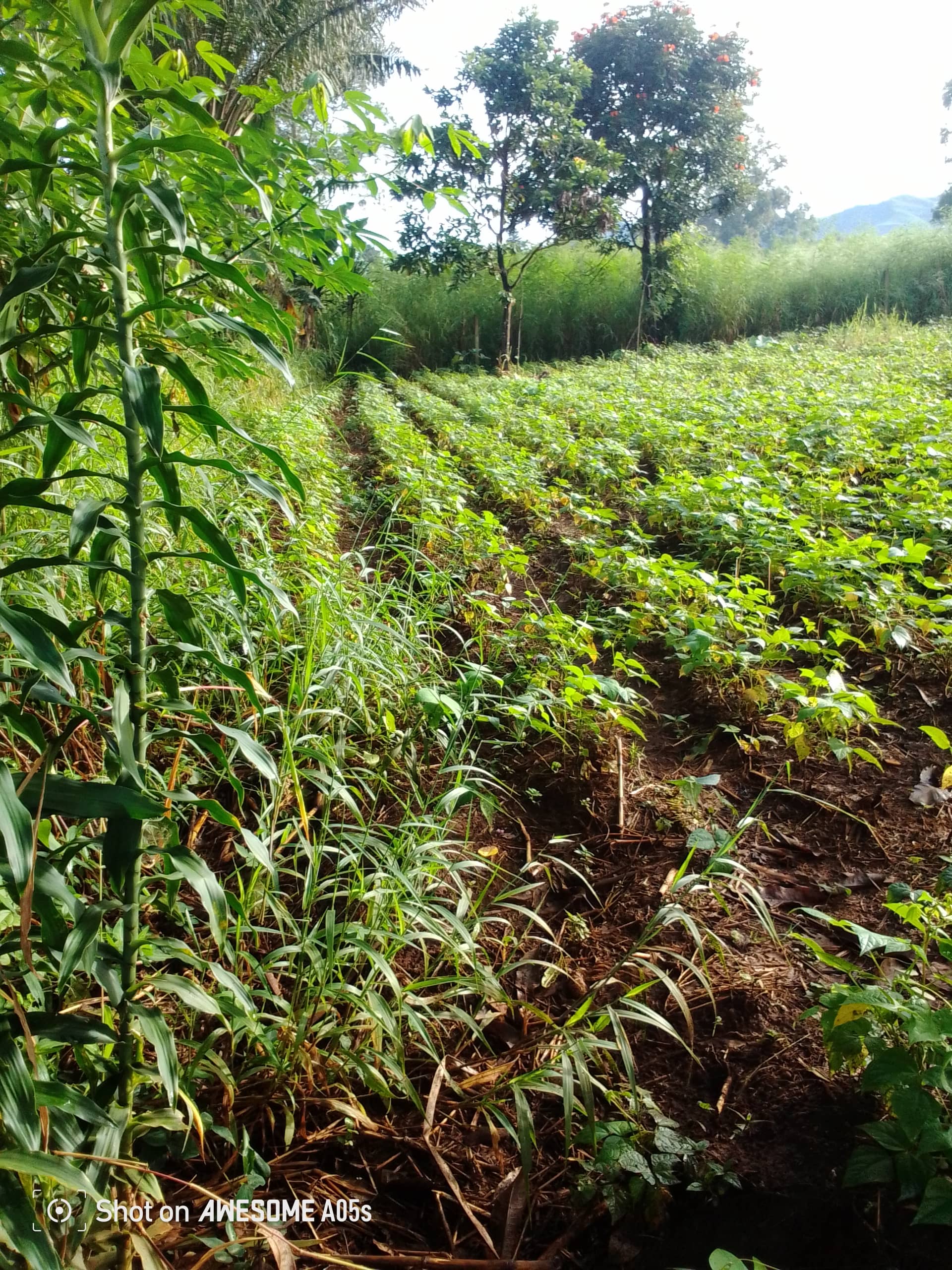 Affordable land for sale at bambili  — photo 7