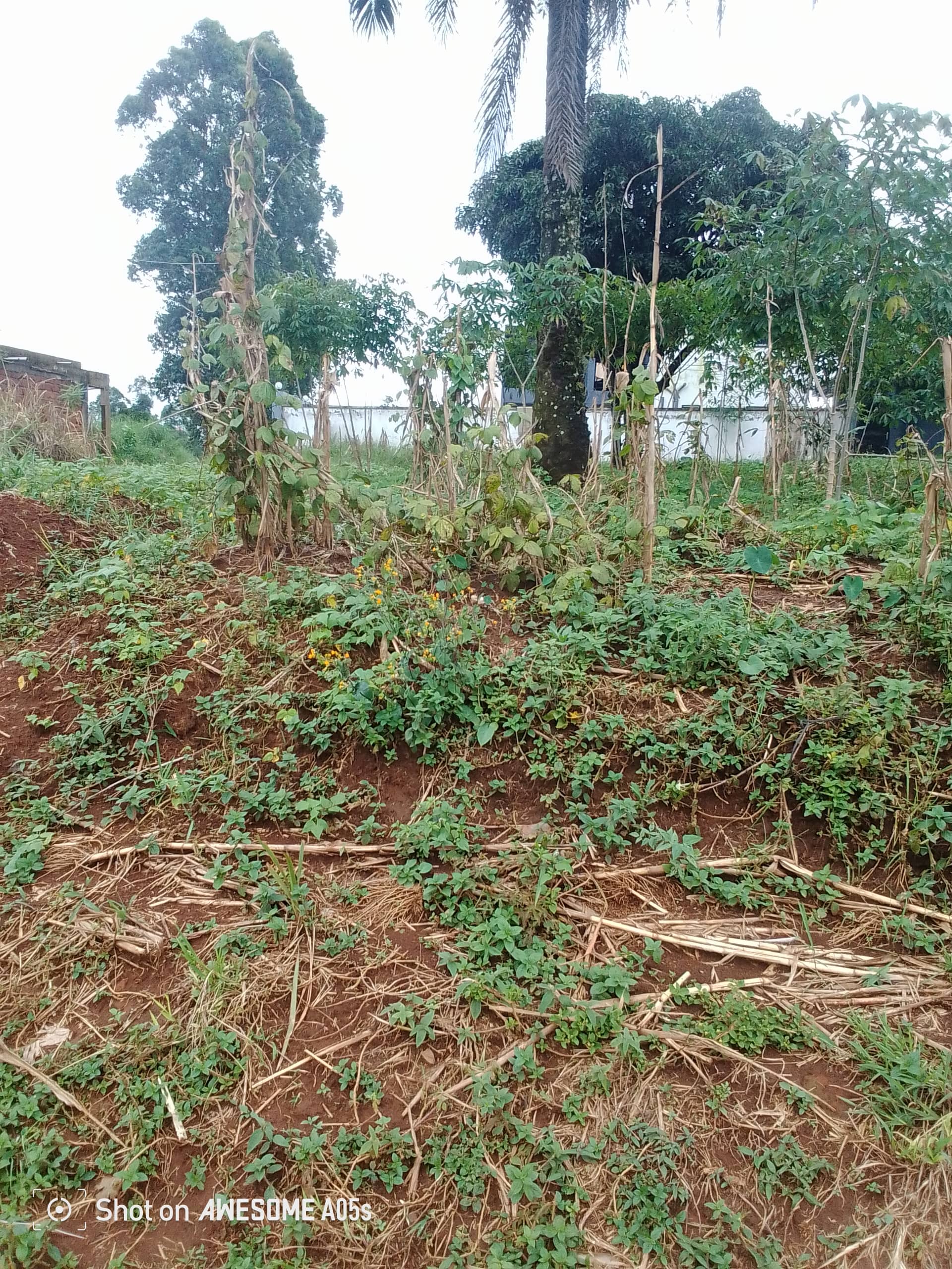 Affordable land at mile4  — photo 2