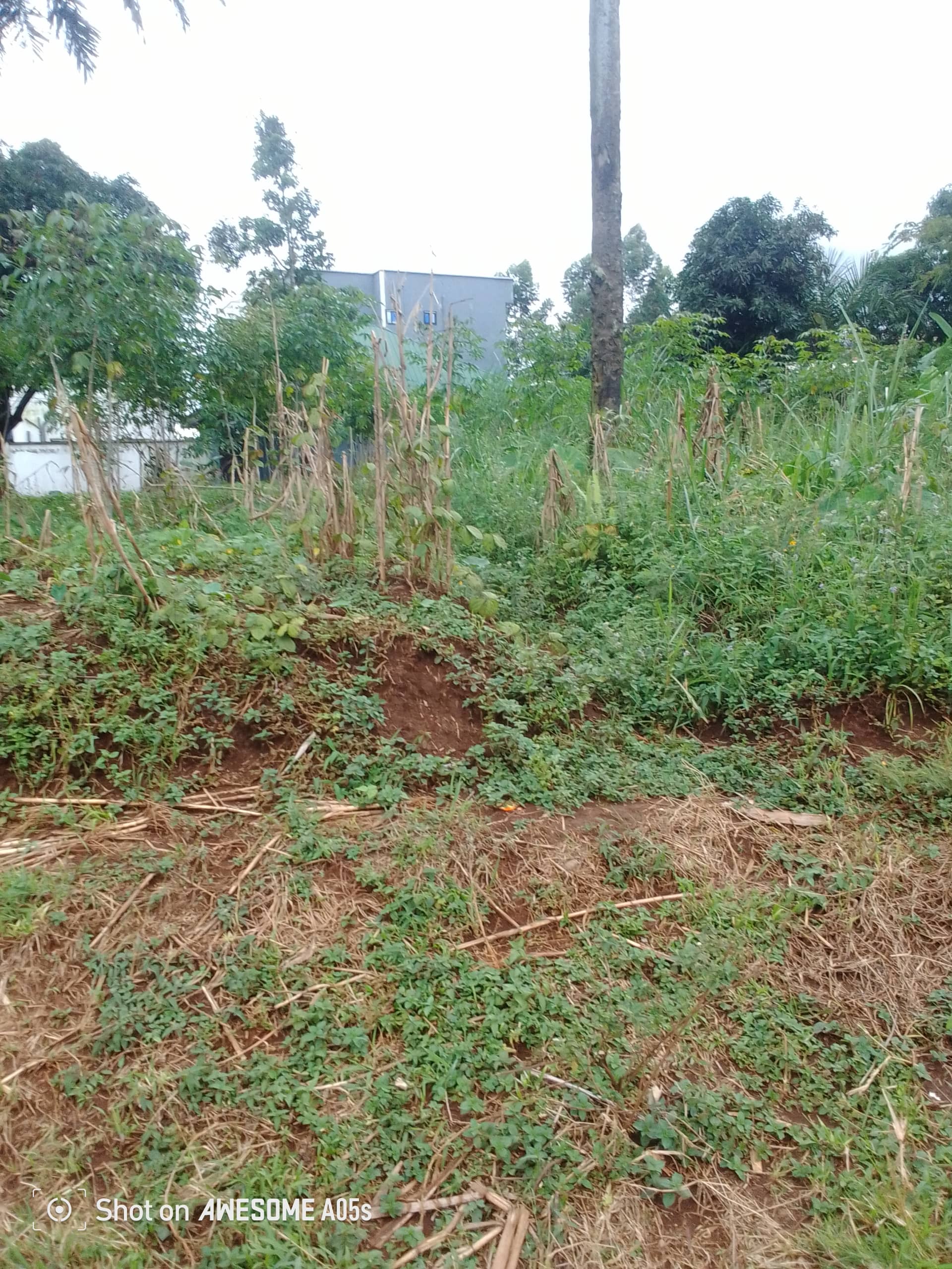 Affordable land at mile4  — photo 4