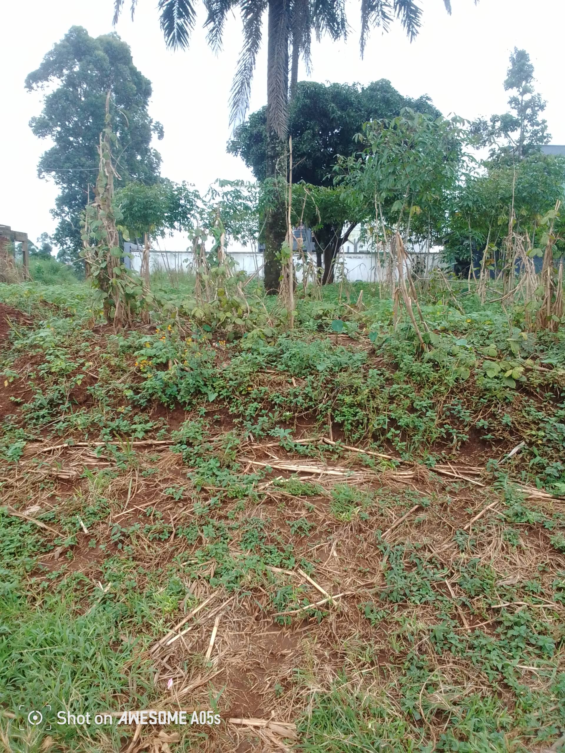 Affordable land at mile4  — photo 5