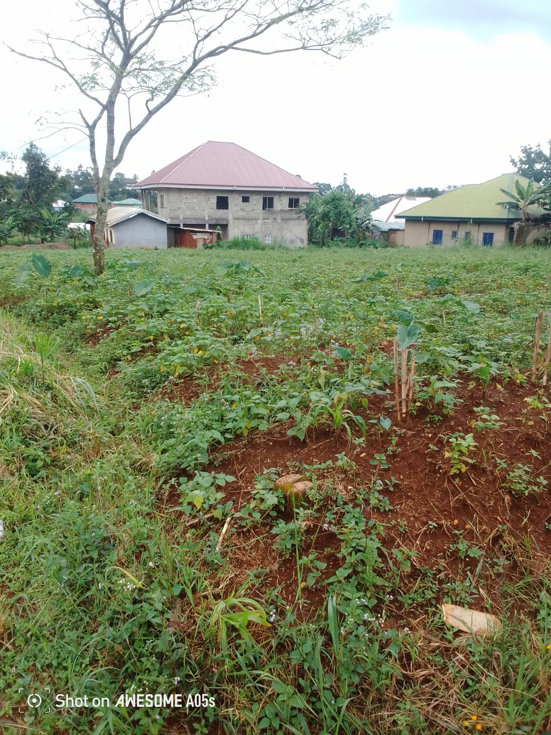 Cheap land at mile 4 