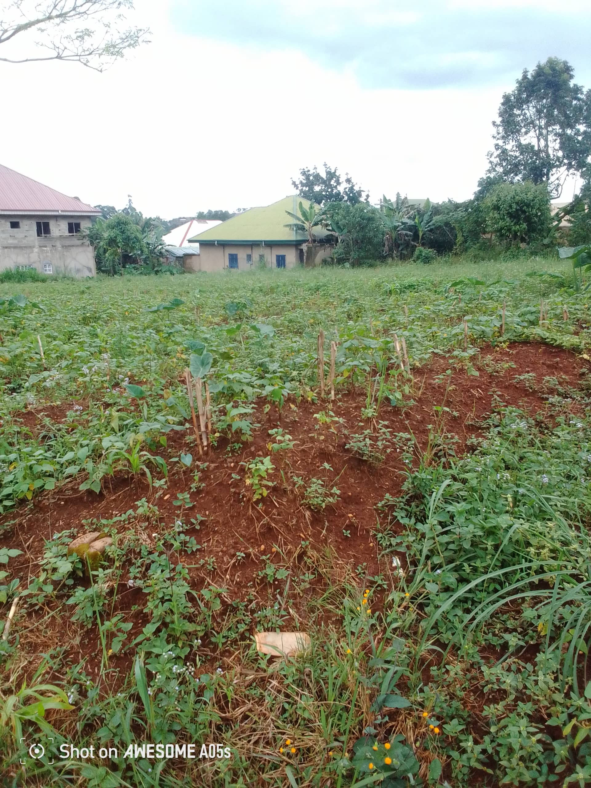 Cheap land at mile 4  — photo 2