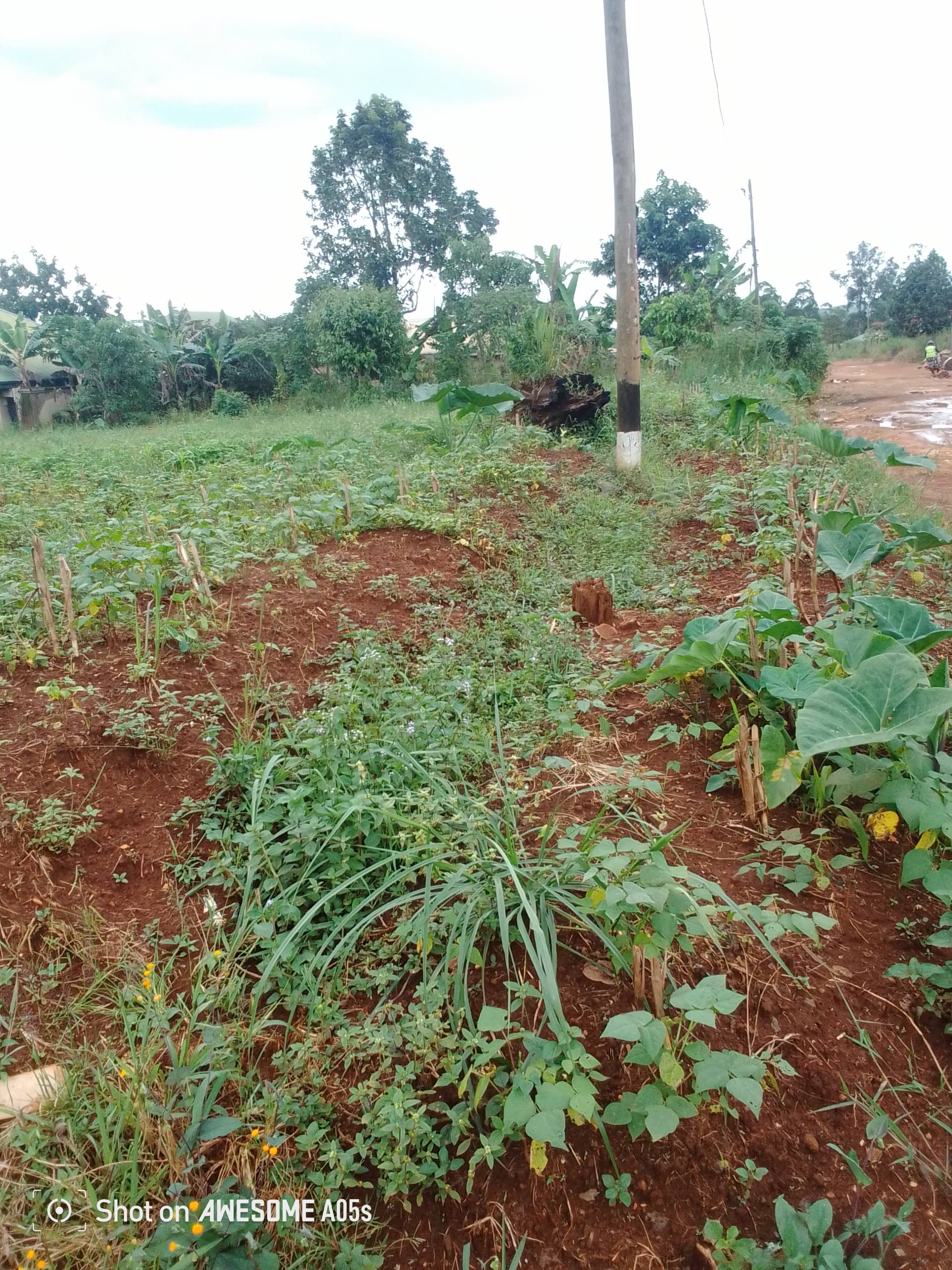 Cheap land at mile 4  — photo 3