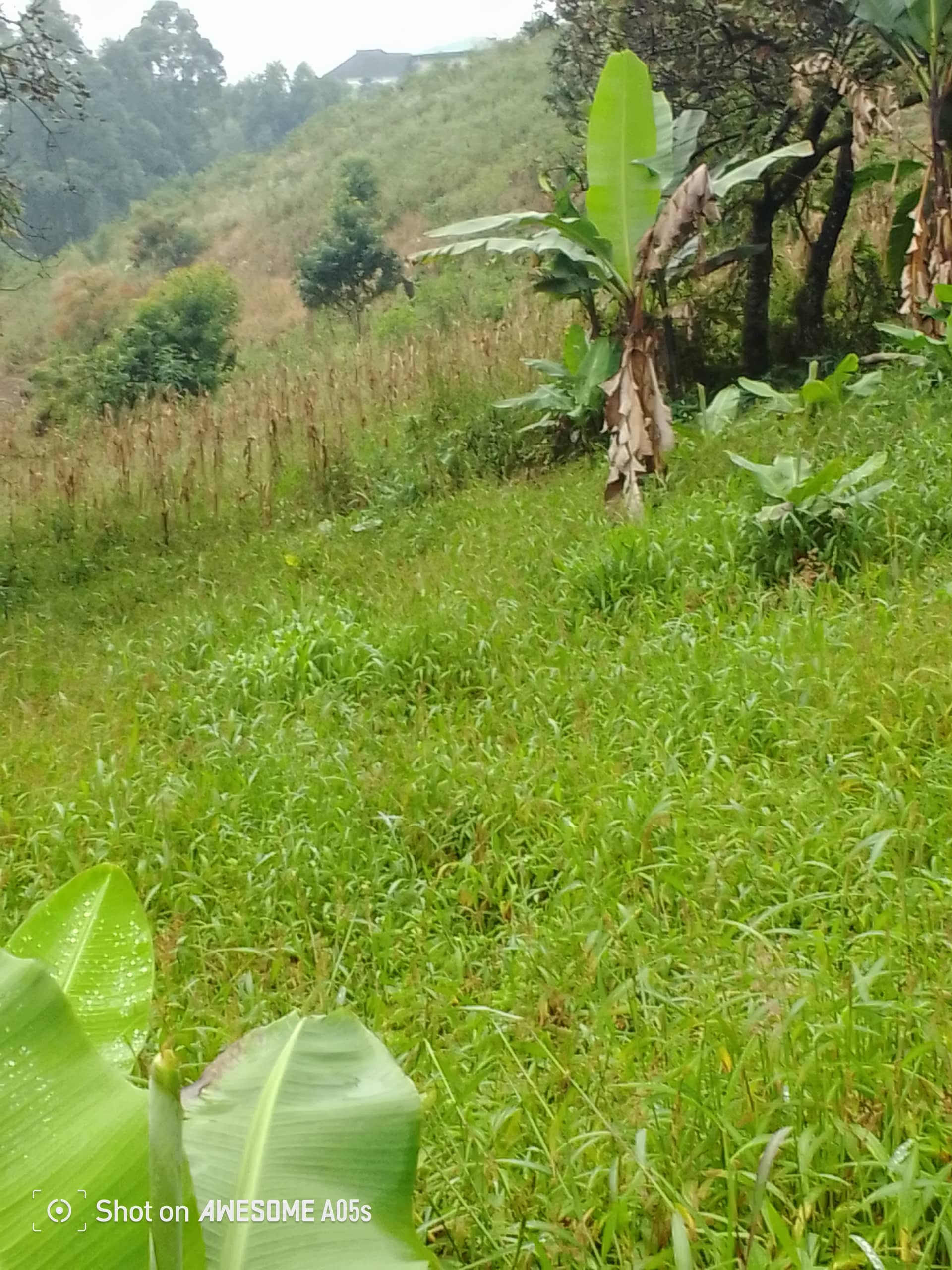 Affordable land at up station bamenda  — photo 6