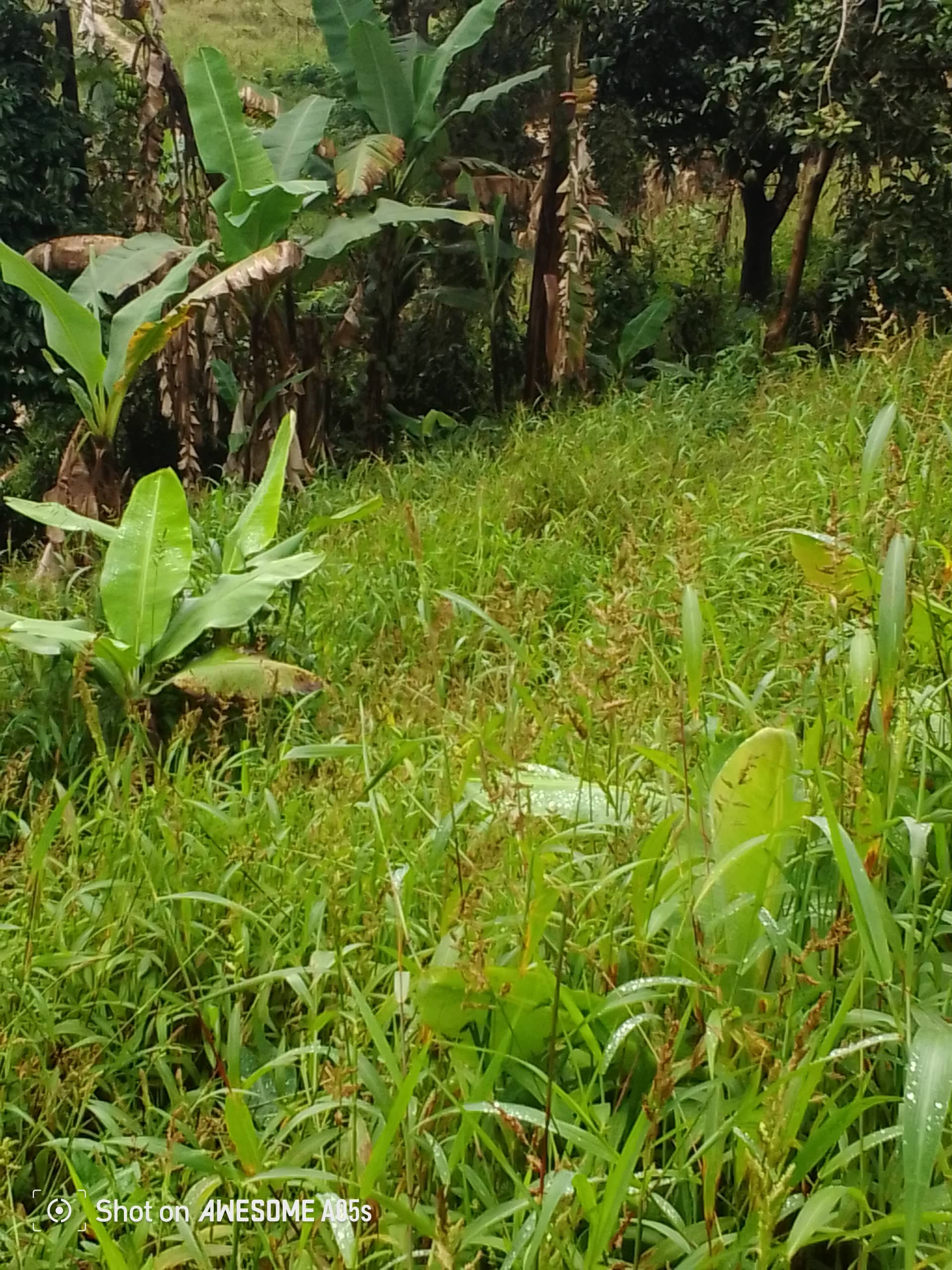 Affordable land at up station bamenda  — photo 7
