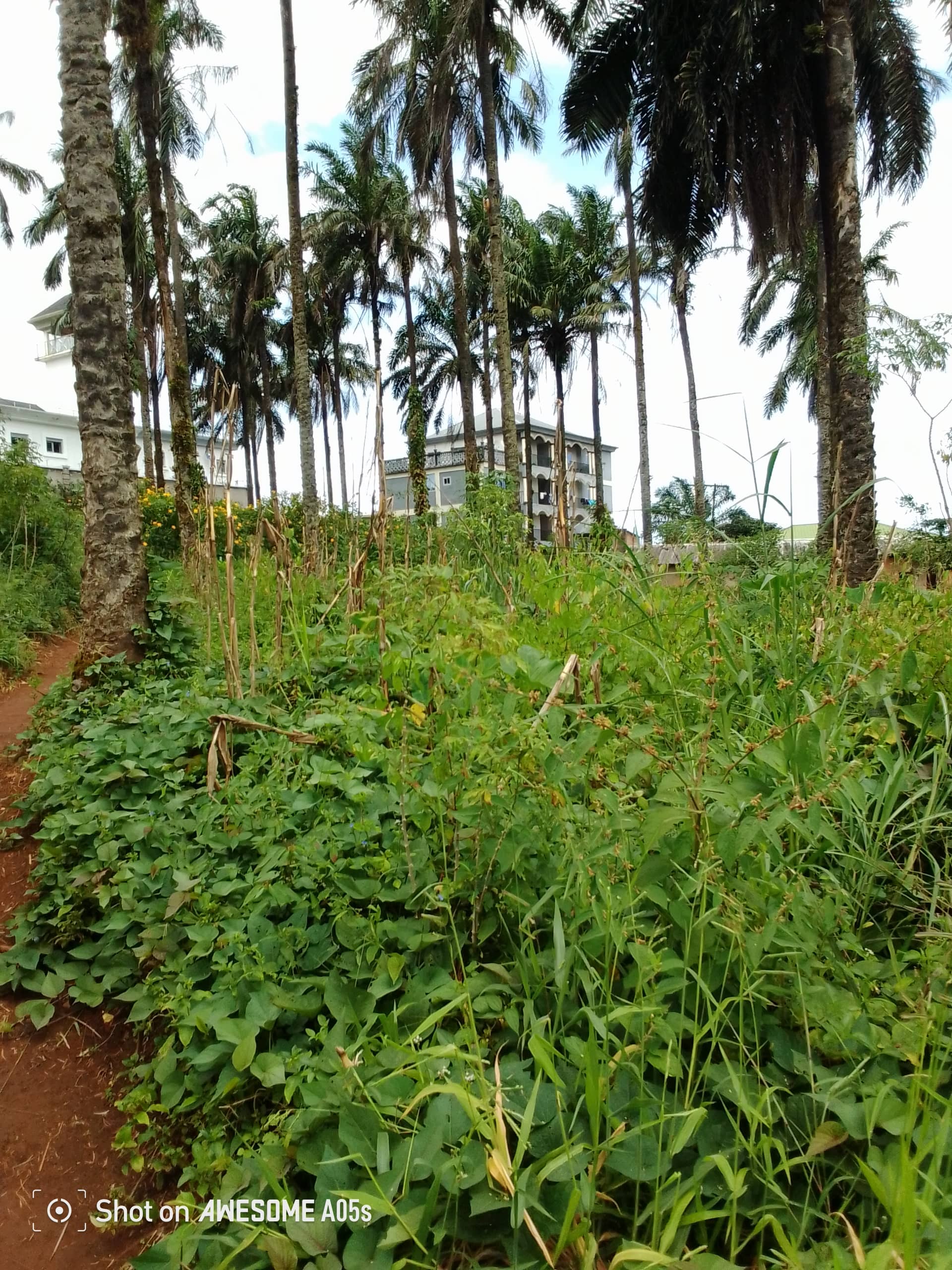 Affordable land at mile3  — photo 4