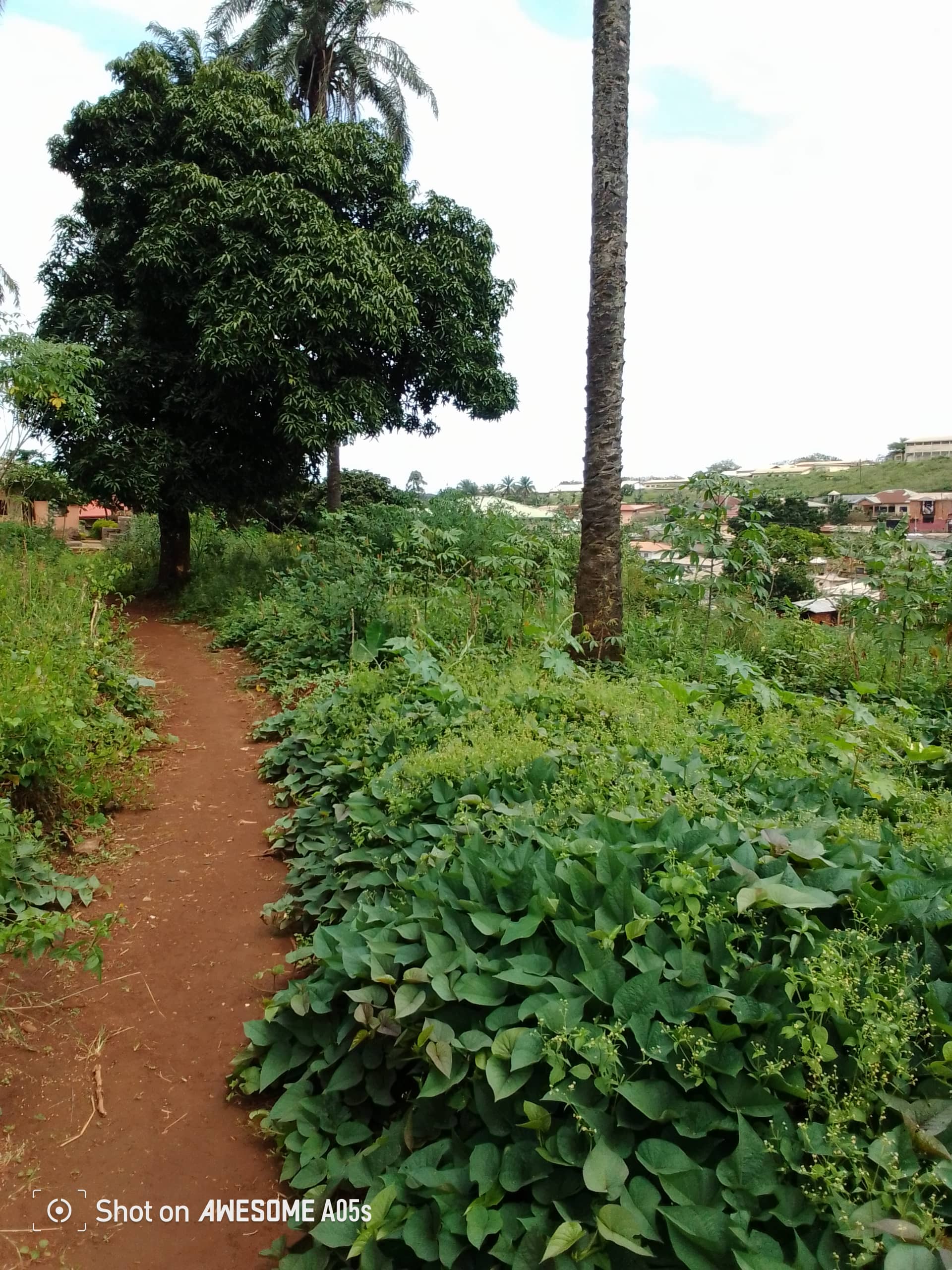 Affordable land at mile3  — photo 6