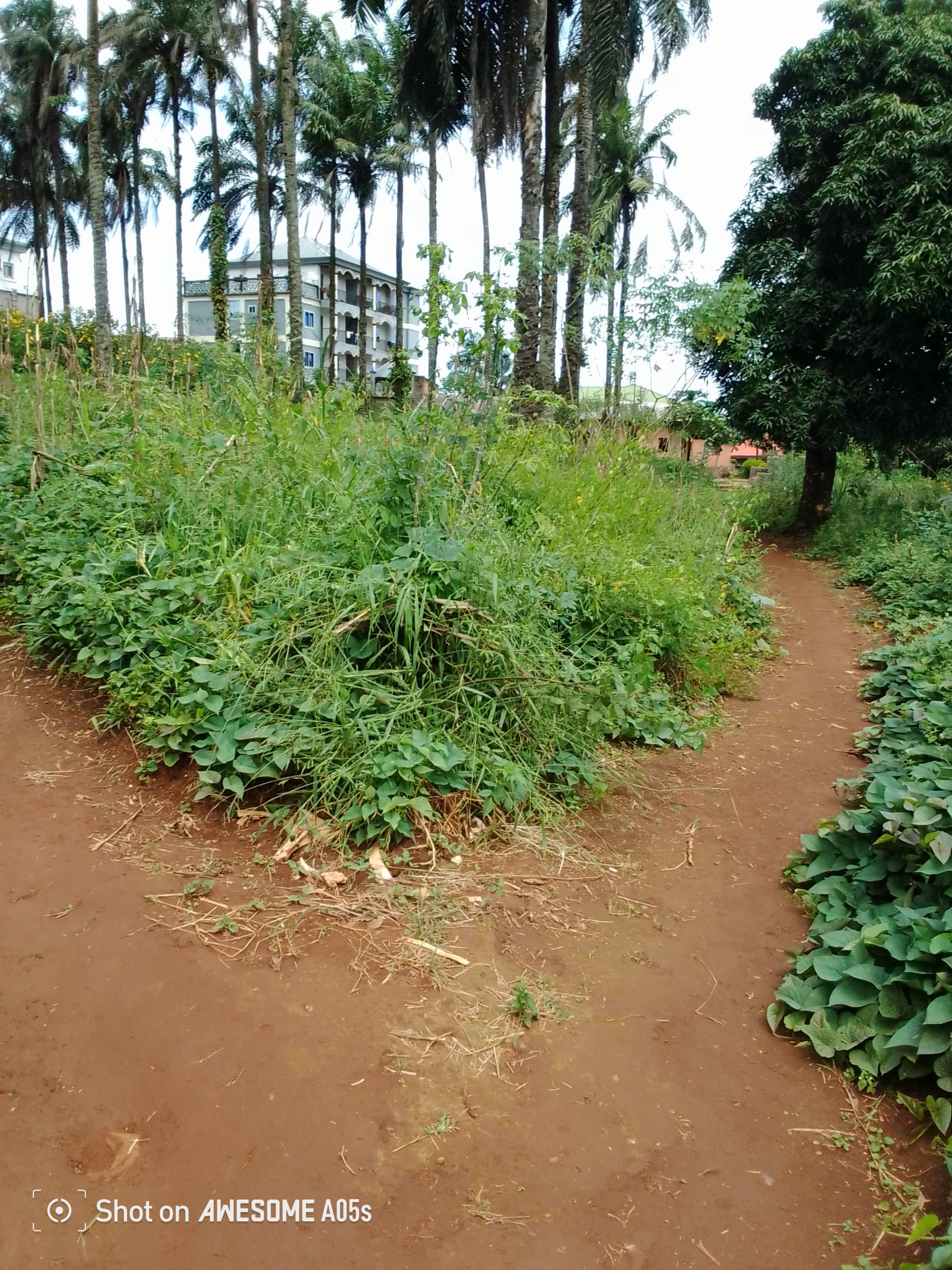 Affordable land at mile3  — photo 7