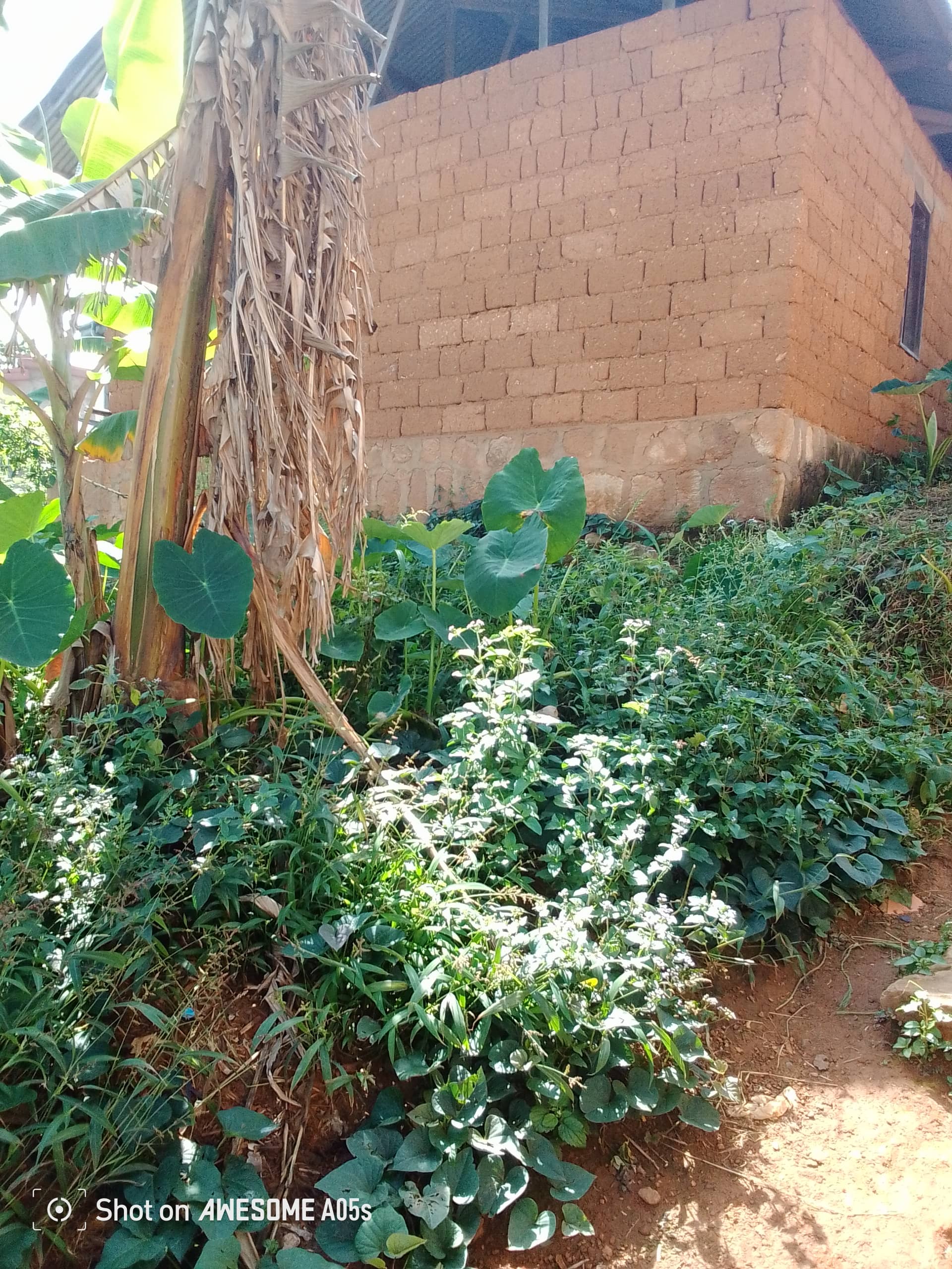 Affordable land for sale at mile2 nkwen bamenda  — photo 4