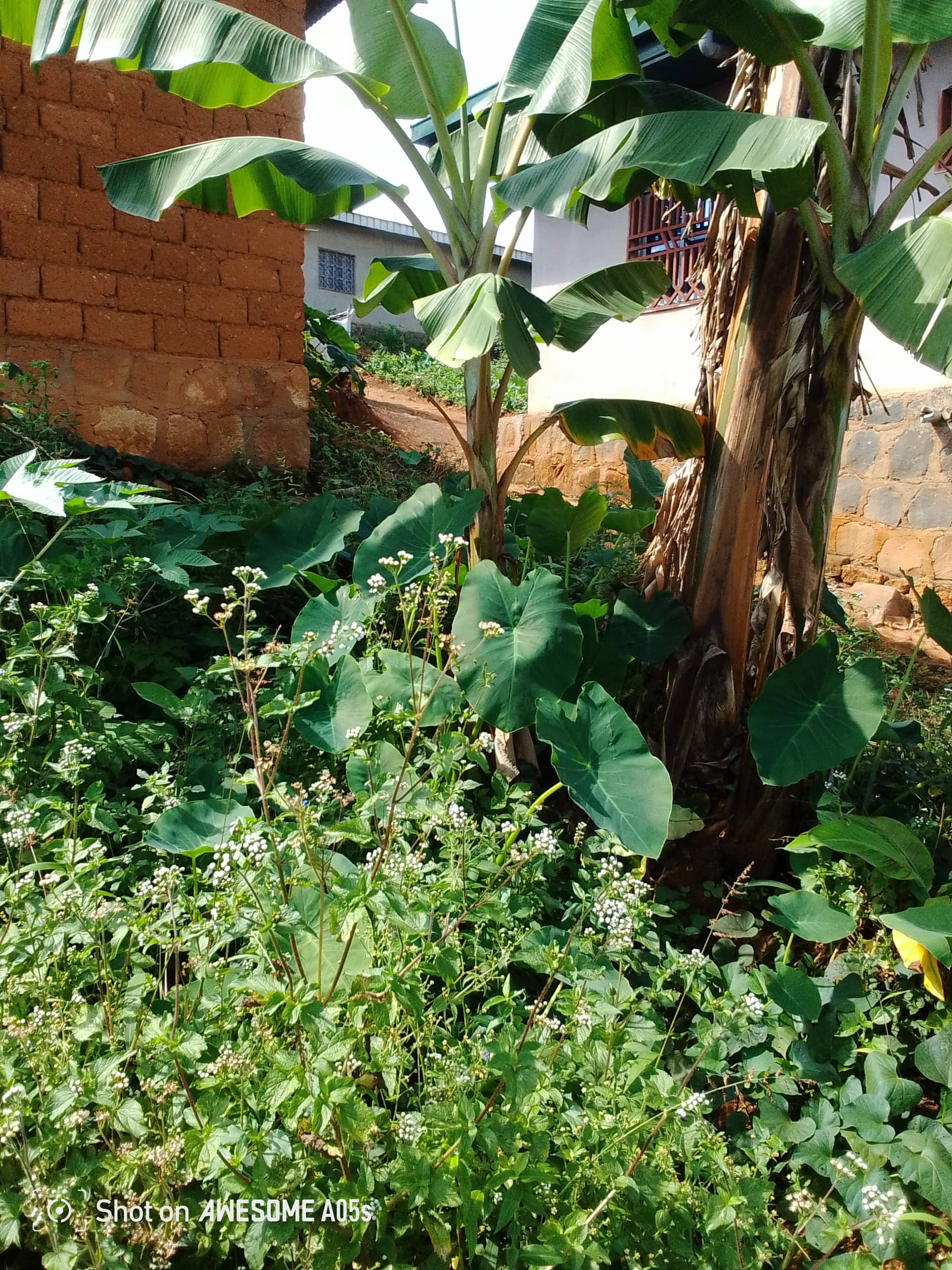 Affordable land for sale at mile2 nkwen bamenda  — photo 6