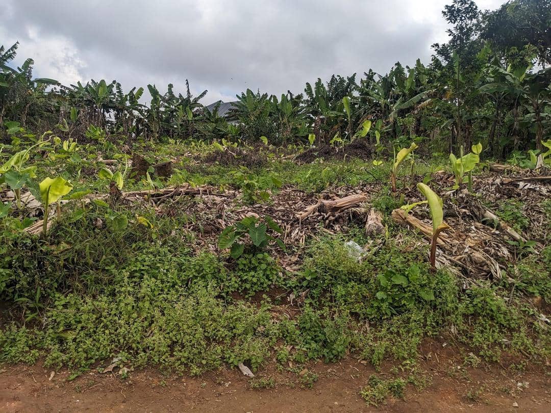 LAND FOR SALE  — photo 3