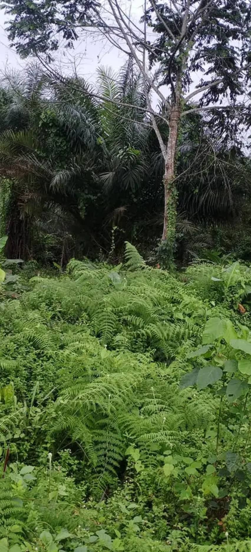 LAND  — photo 3