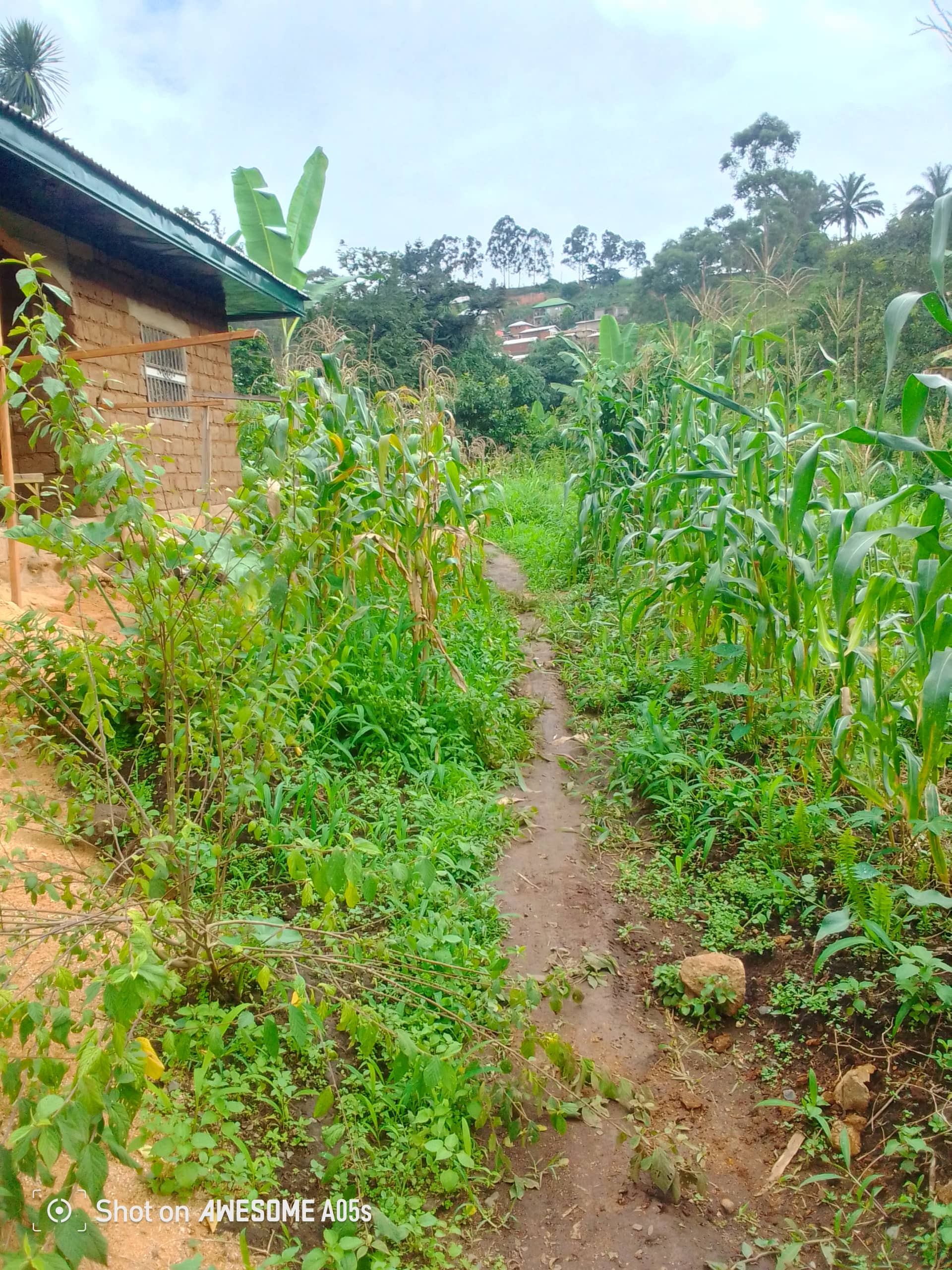 Cheap land at mile 4  — photo 3