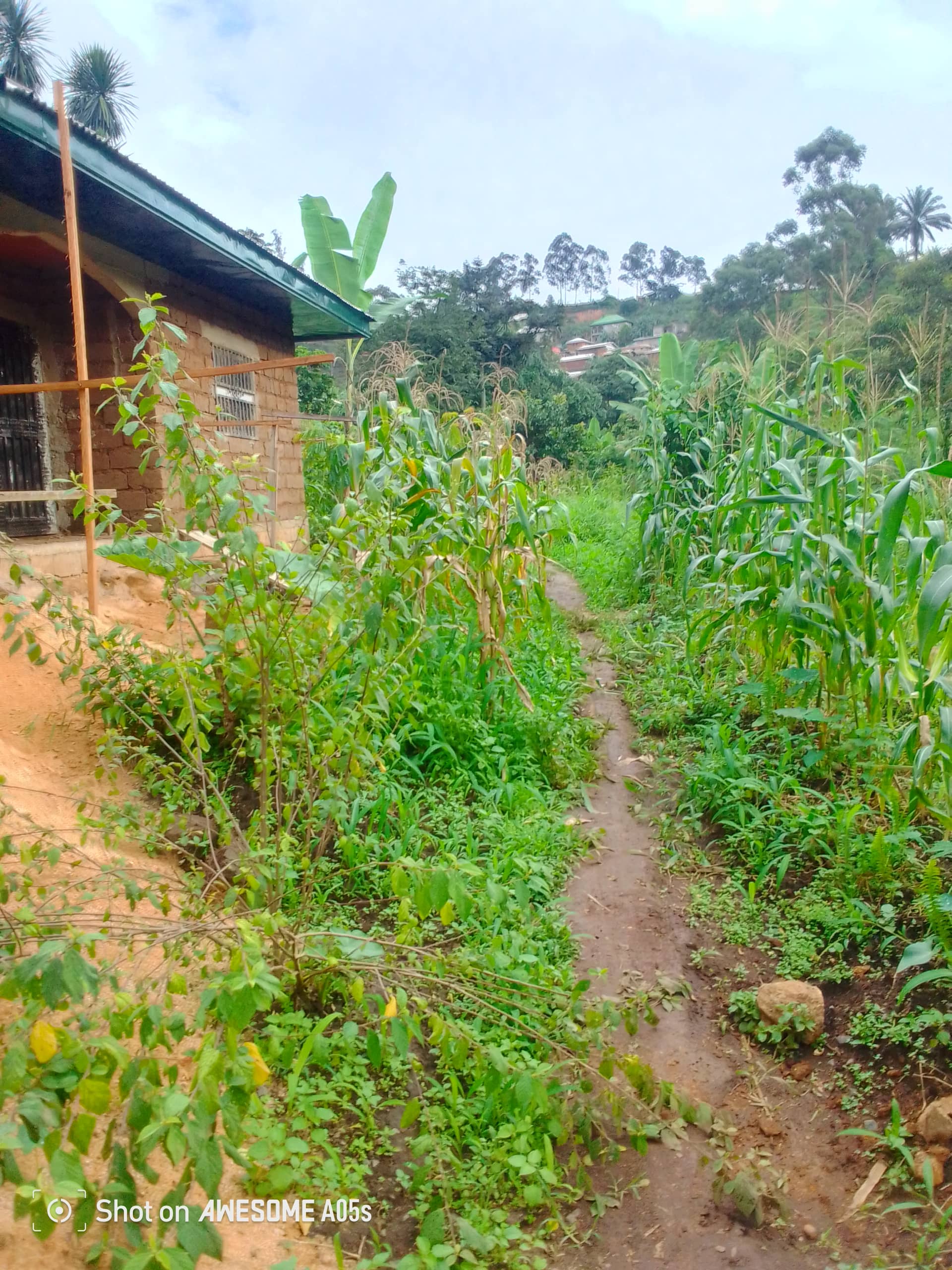 Cheap land at mile 4  — photo 4
