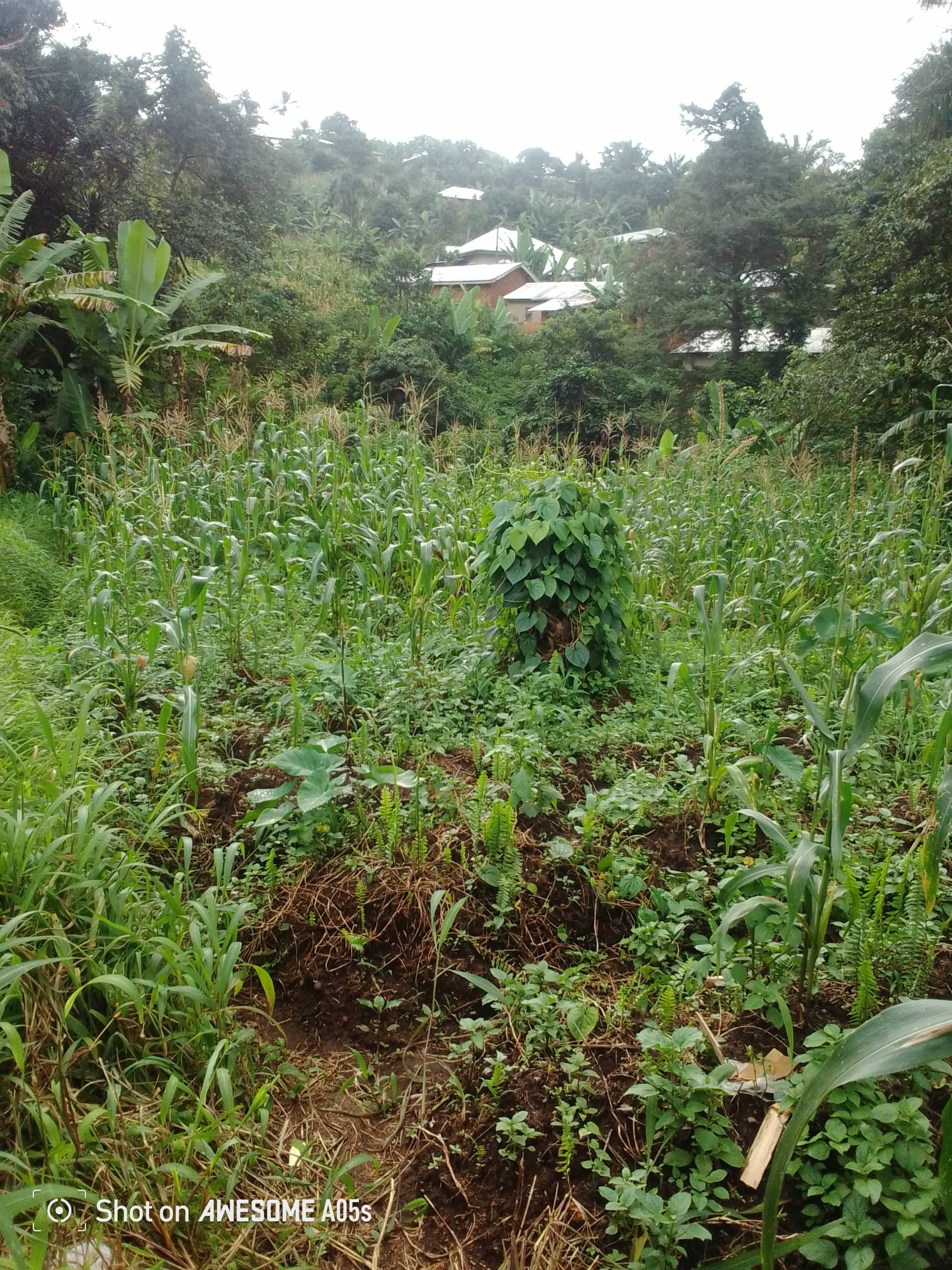 Cheap land at mile 4  — photo 6