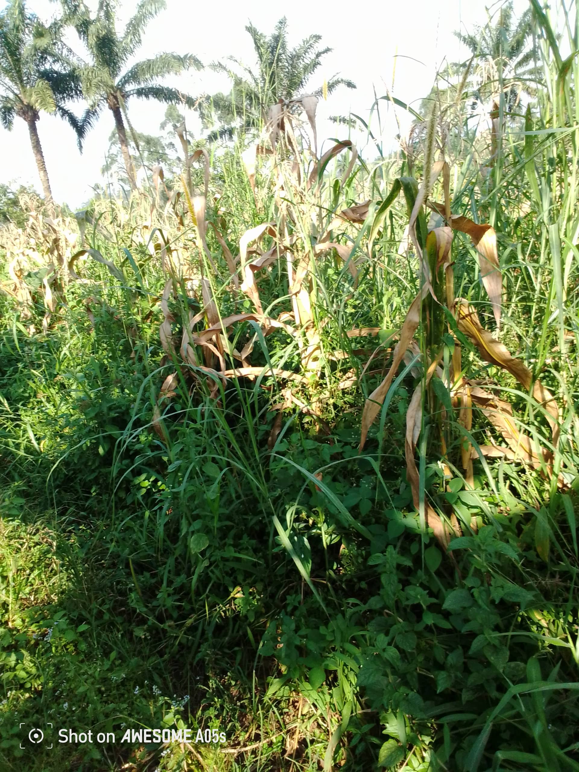 Cheap land at mile 4 