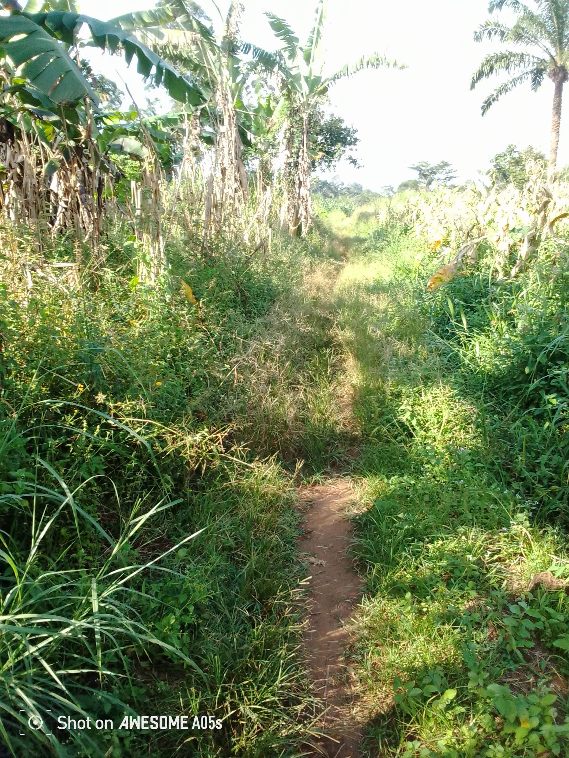 Cheap land at mile 4  — photo 2