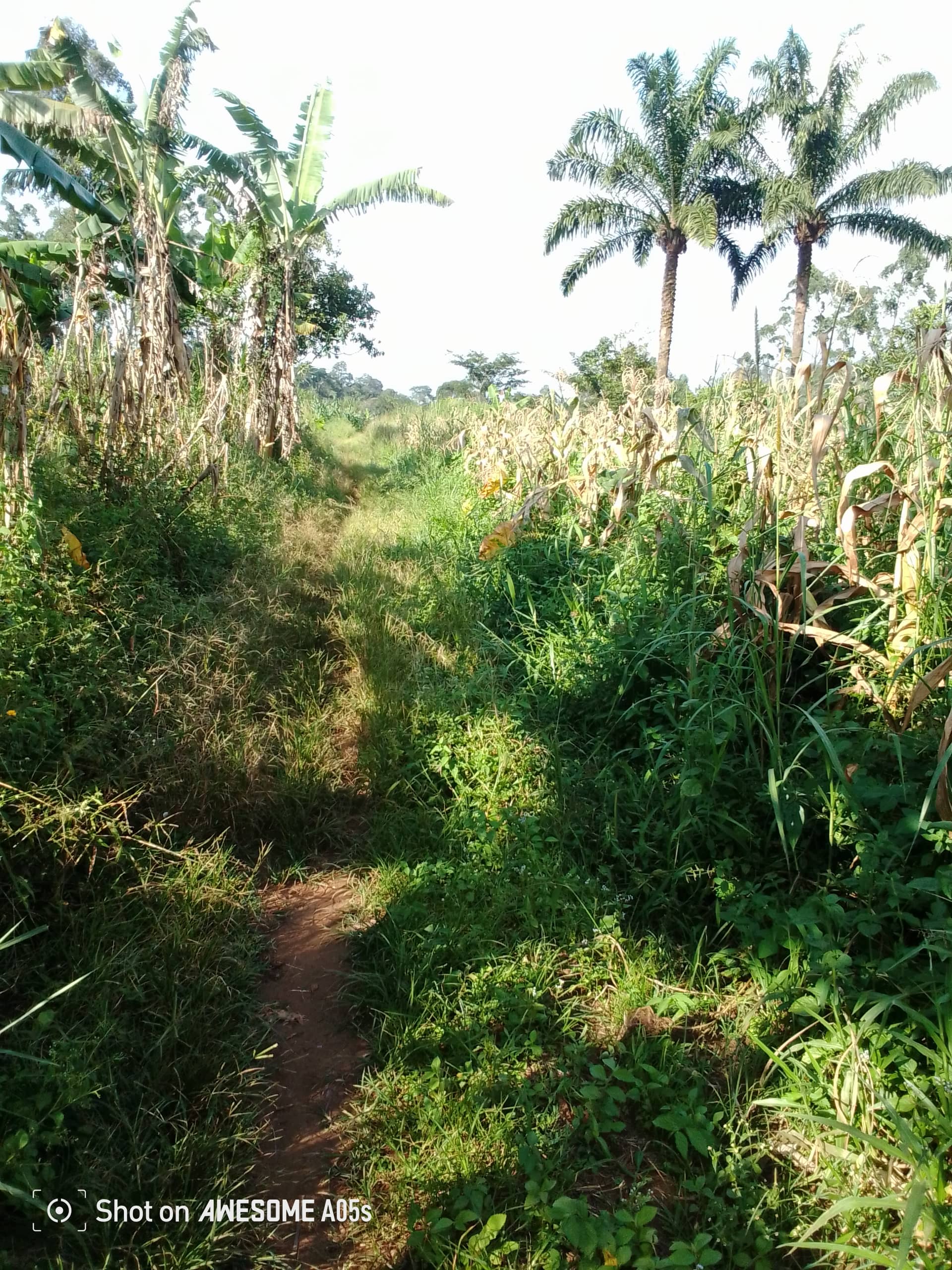 Cheap land at mile 4  — photo 3