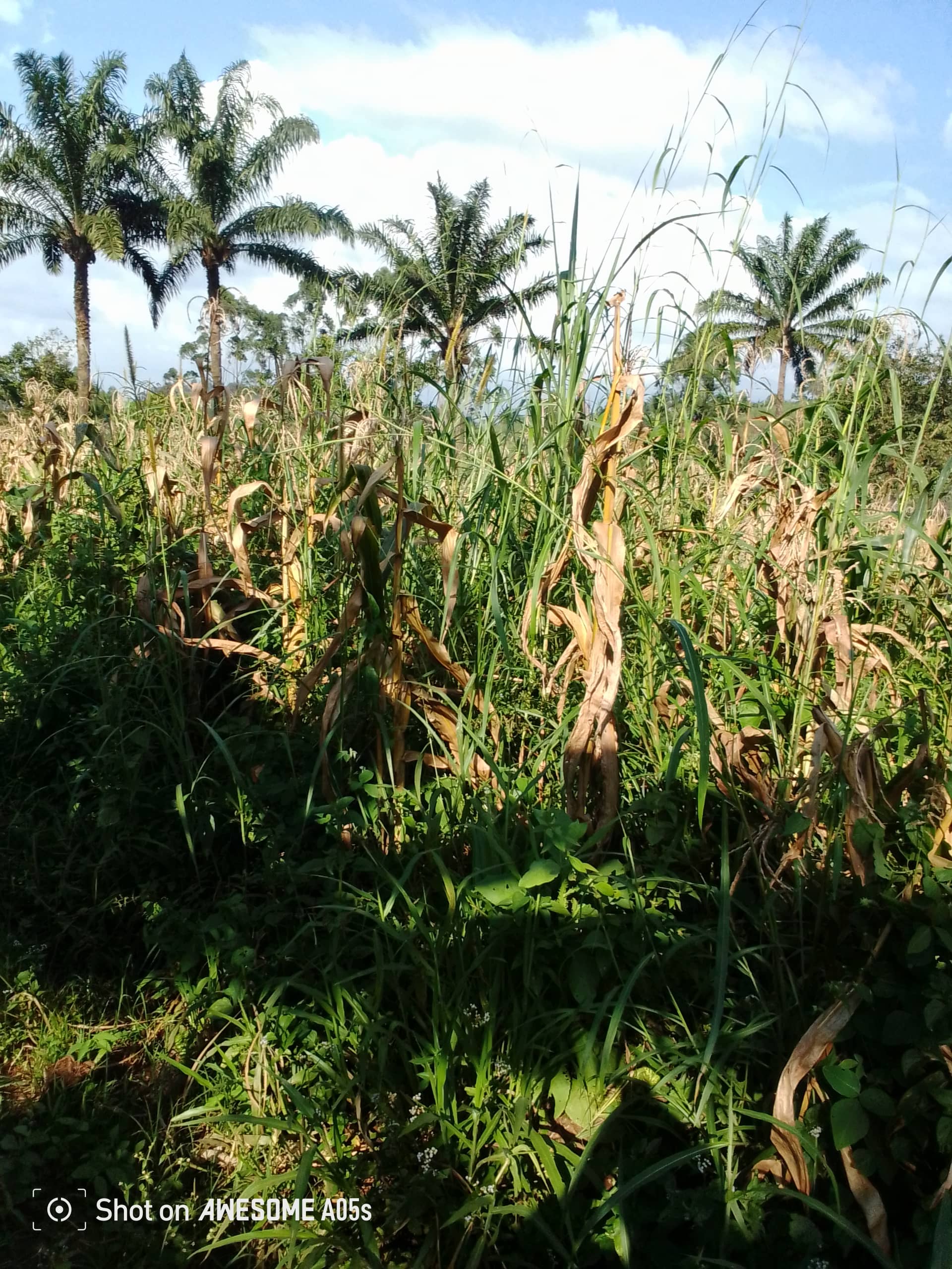 Cheap land at mile 4  — photo 4