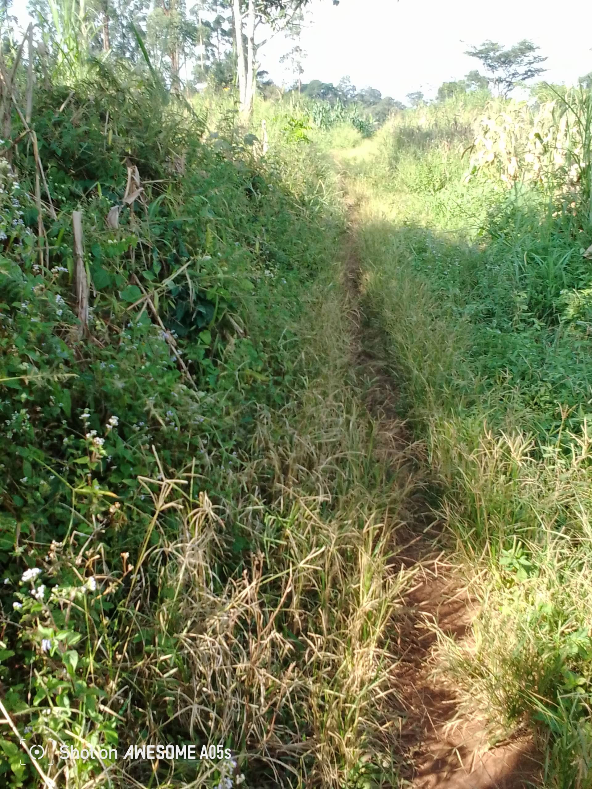 Cheap land at mile 4  — photo 7