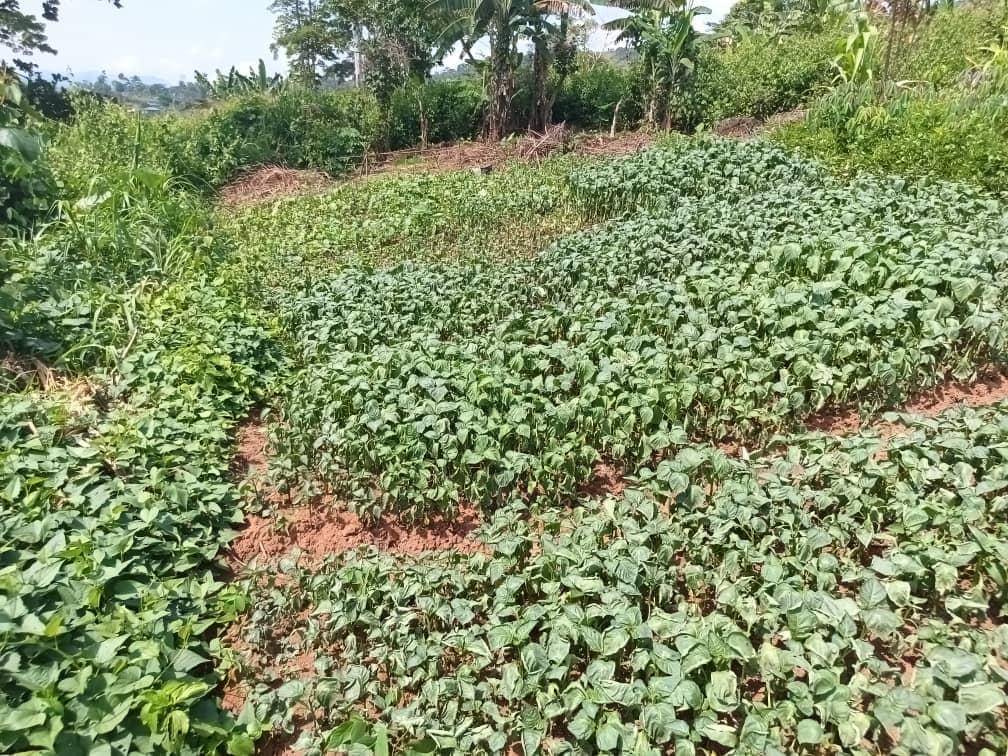 Plot area 1000m2