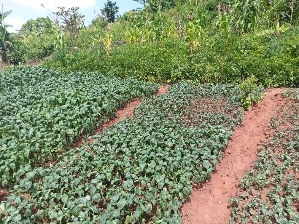 Plot area 1000m2 — photo 2