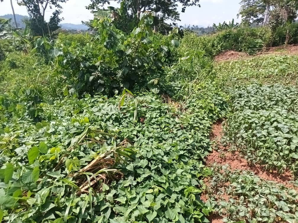 Plot area 1000m2 — photo 3