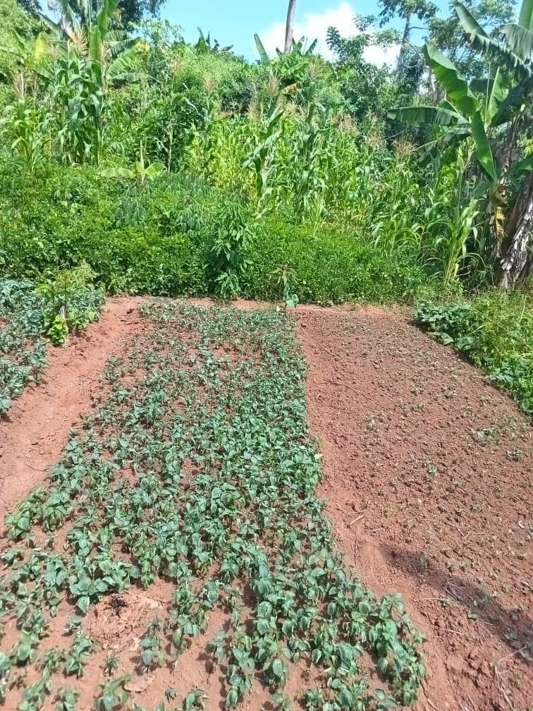 Plot area 1000m2 — photo 4