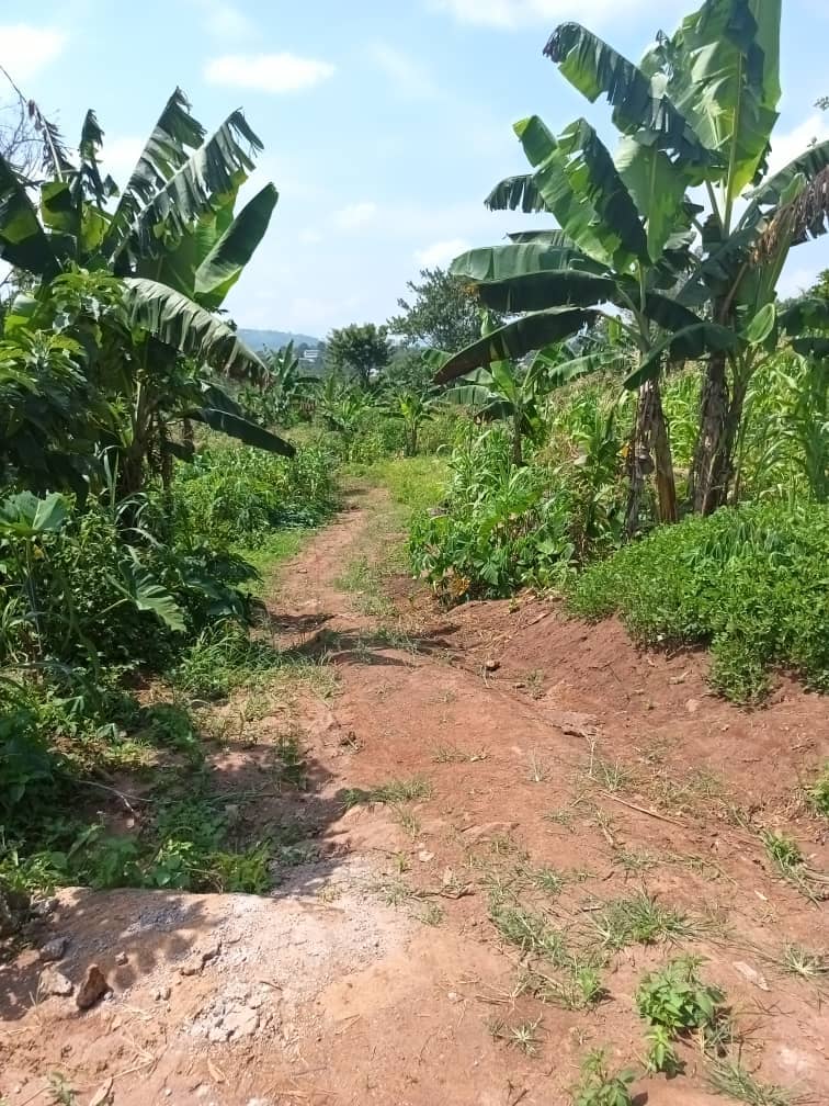 Plot area 1000m2 — photo 5