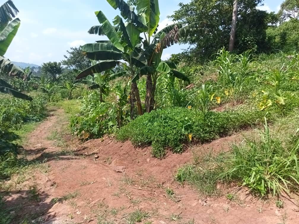 Plot area 1000m2 — photo 6