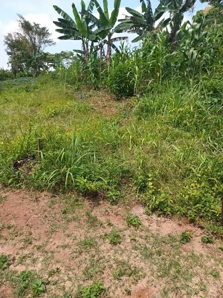 Plot area 1000m2 — photo 7