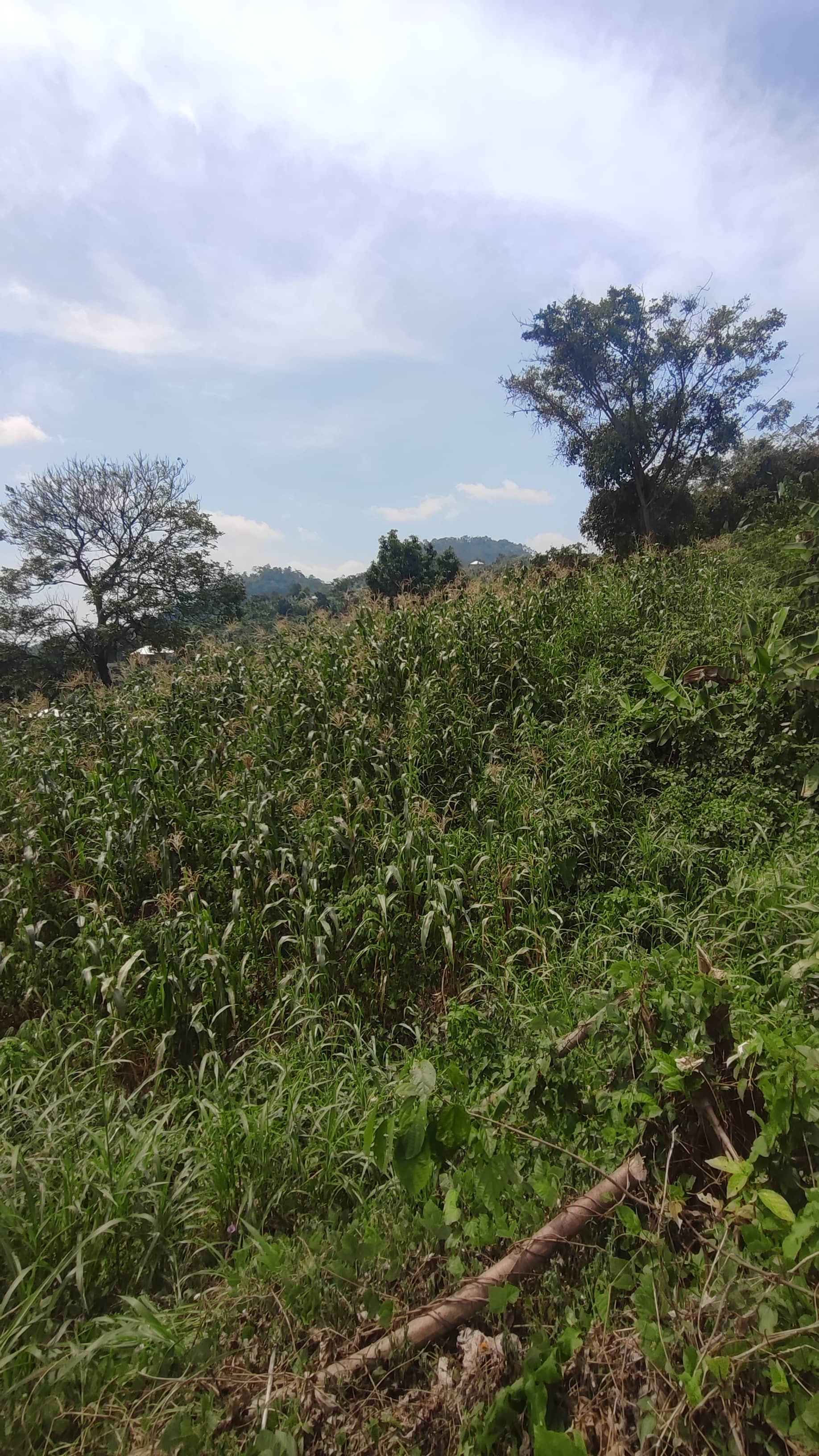 Land for sale  — photo 7