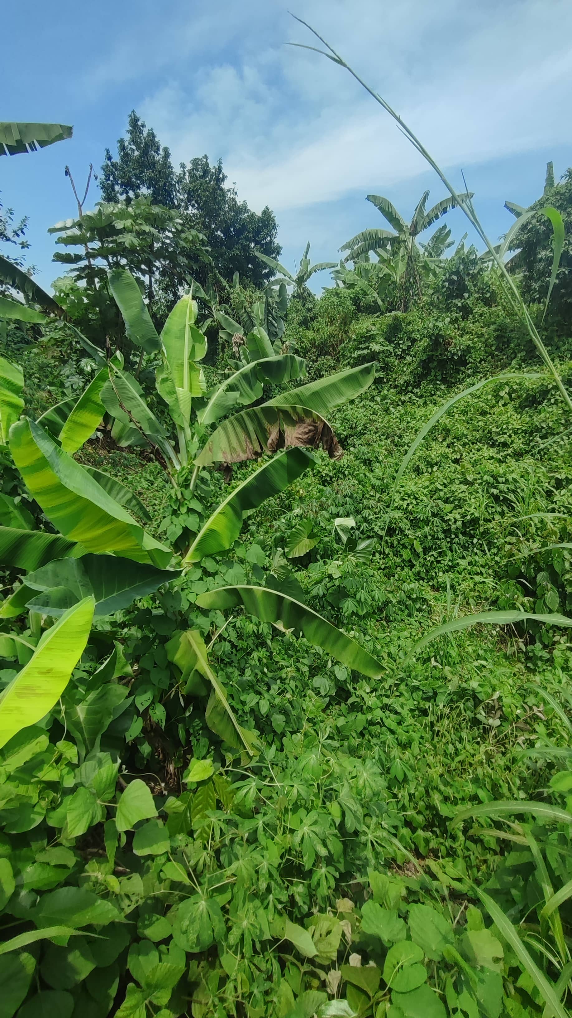 Land for Sale  — photo 4