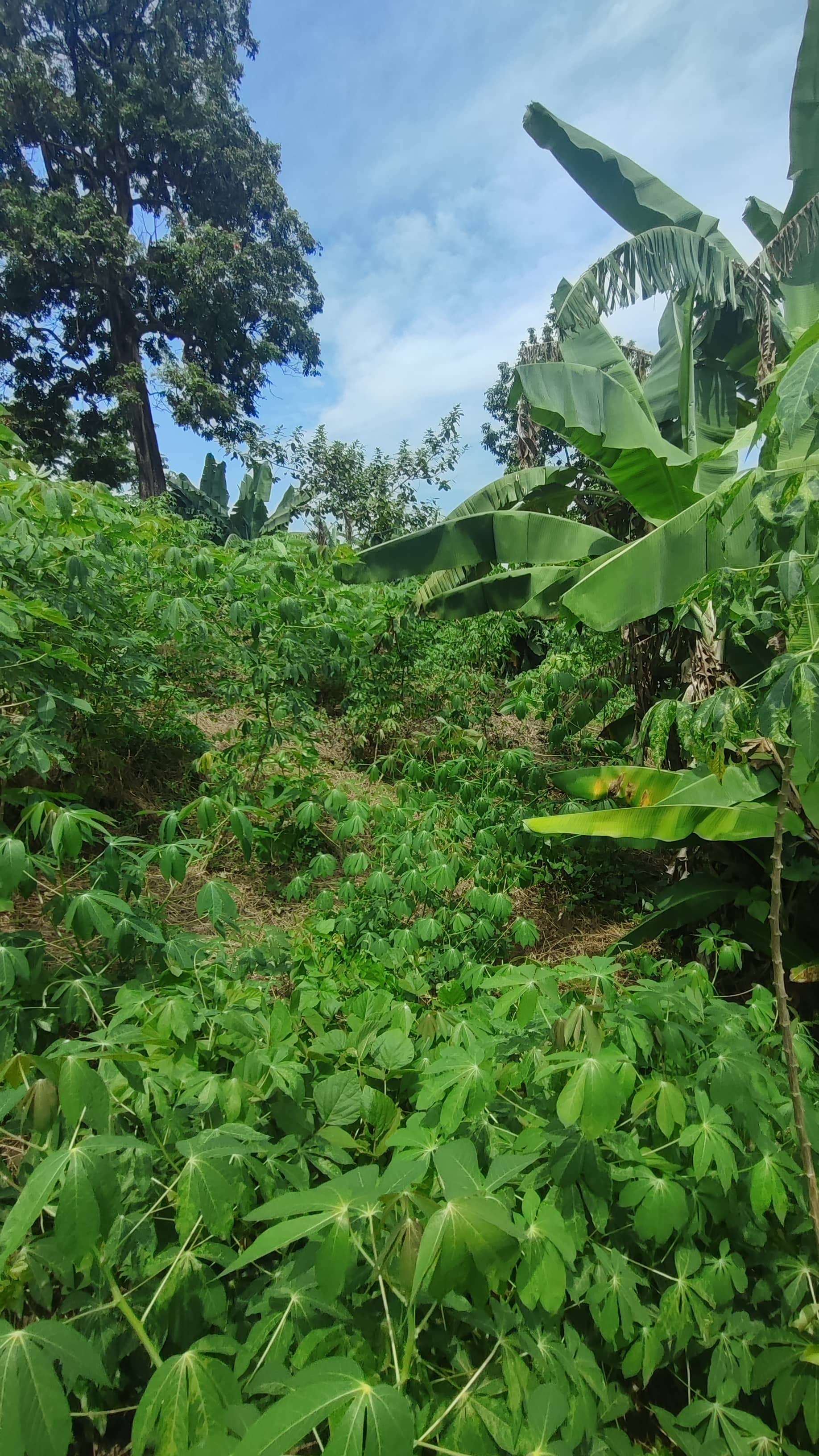 Land for Sale  — photo 6