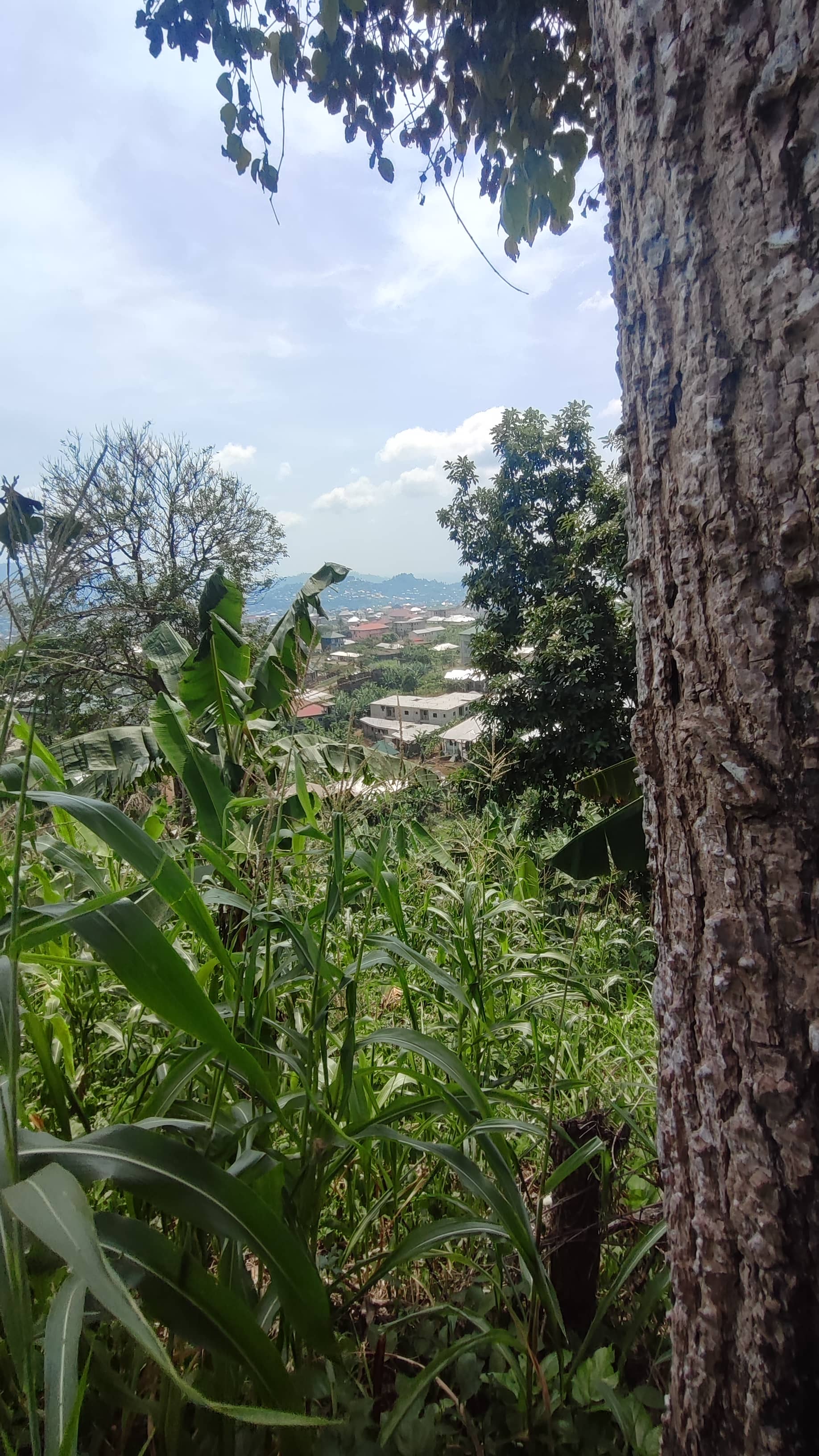 Land for Sale  — photo 7
