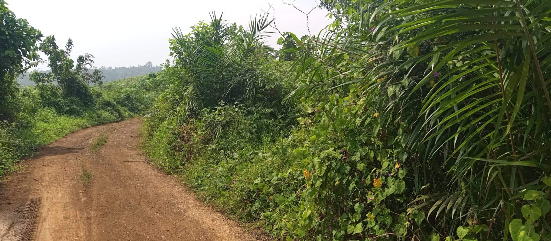 Land at Bimbia opposite the GTHS  — photo 2