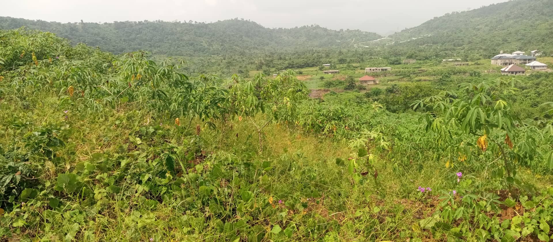 Land at Bimbia opposite the GTHS  — photo 3